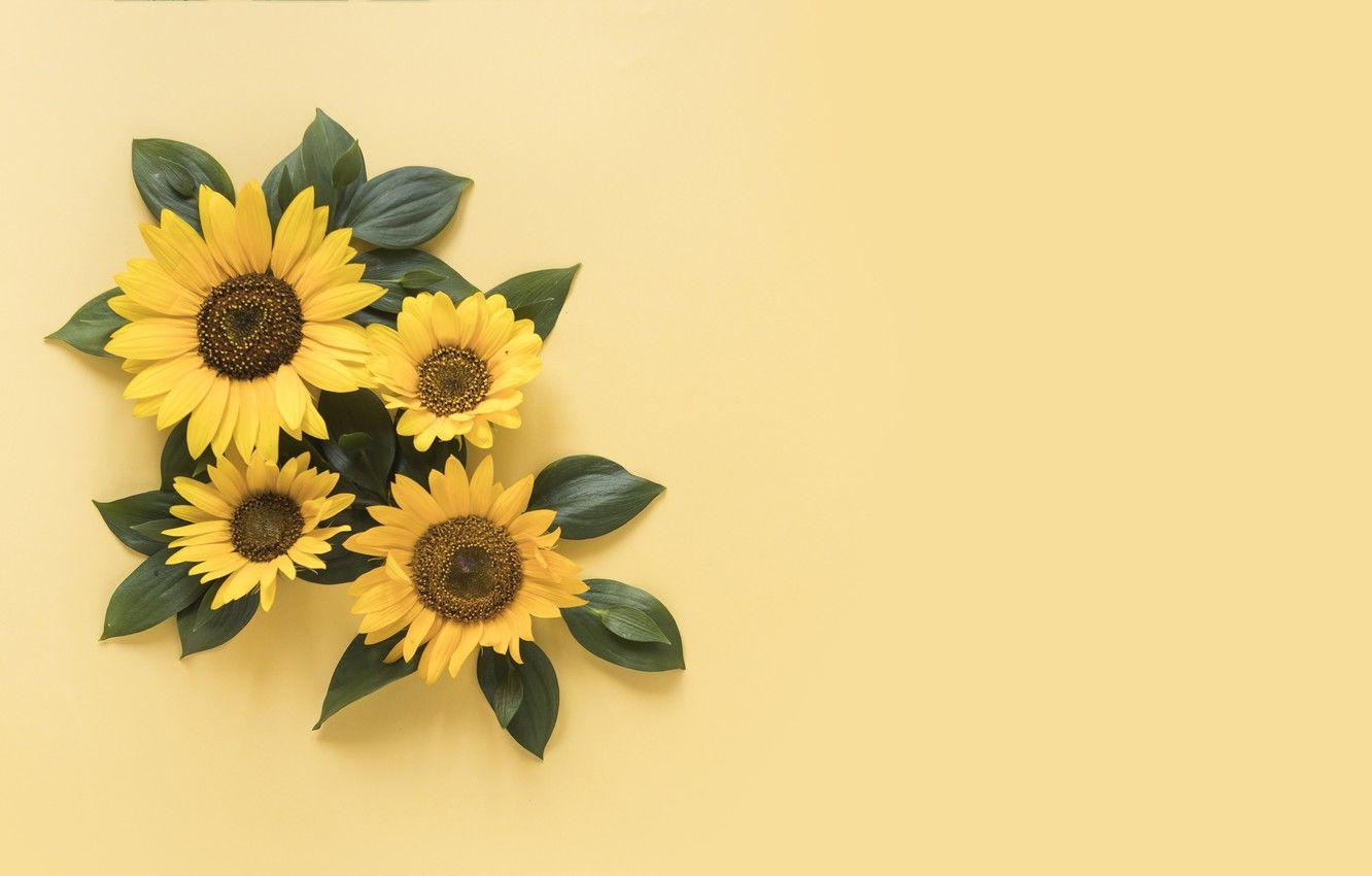 Yellow Sunflower Desktop Wallpapers - Top Free Yellow Sunflower Desktop  Backgrounds - WallpaperAccess