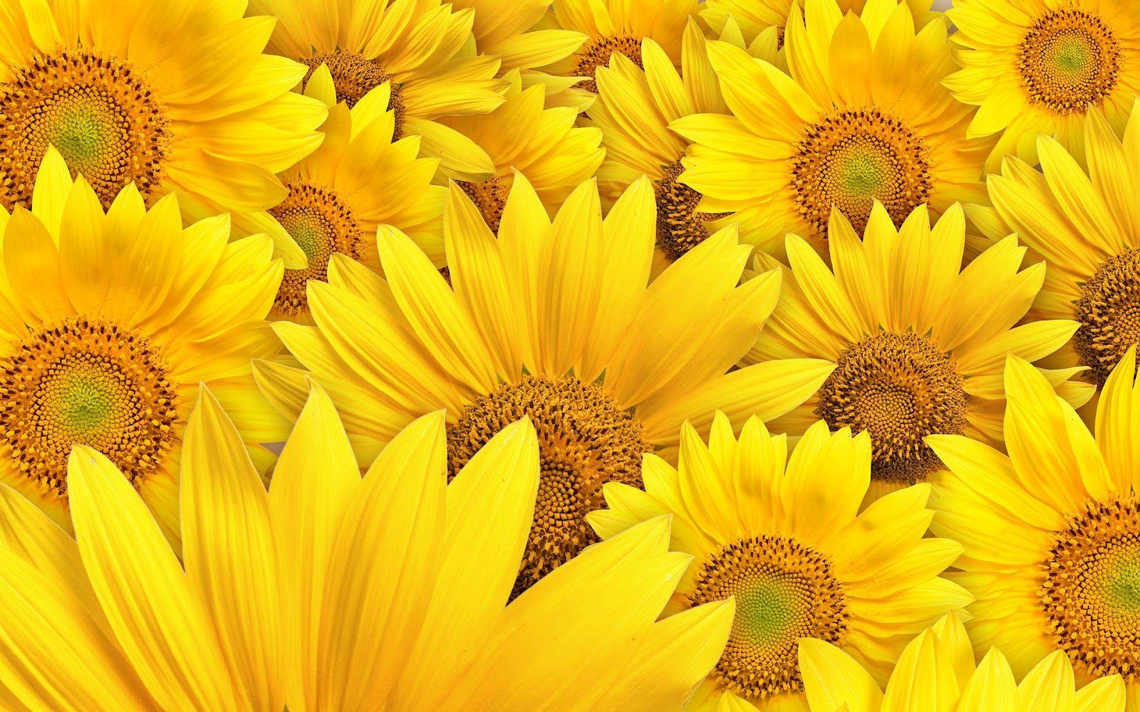 1600x1000 Yellow sunflower wallpaper
