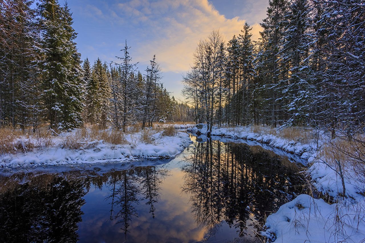 1280x853 Desktop Wallpaper Arvika Winter Spruce