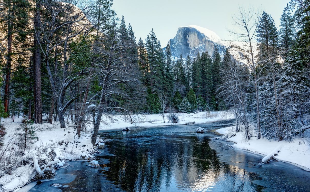 1209x750 Wallpaper Snow Covered Trees