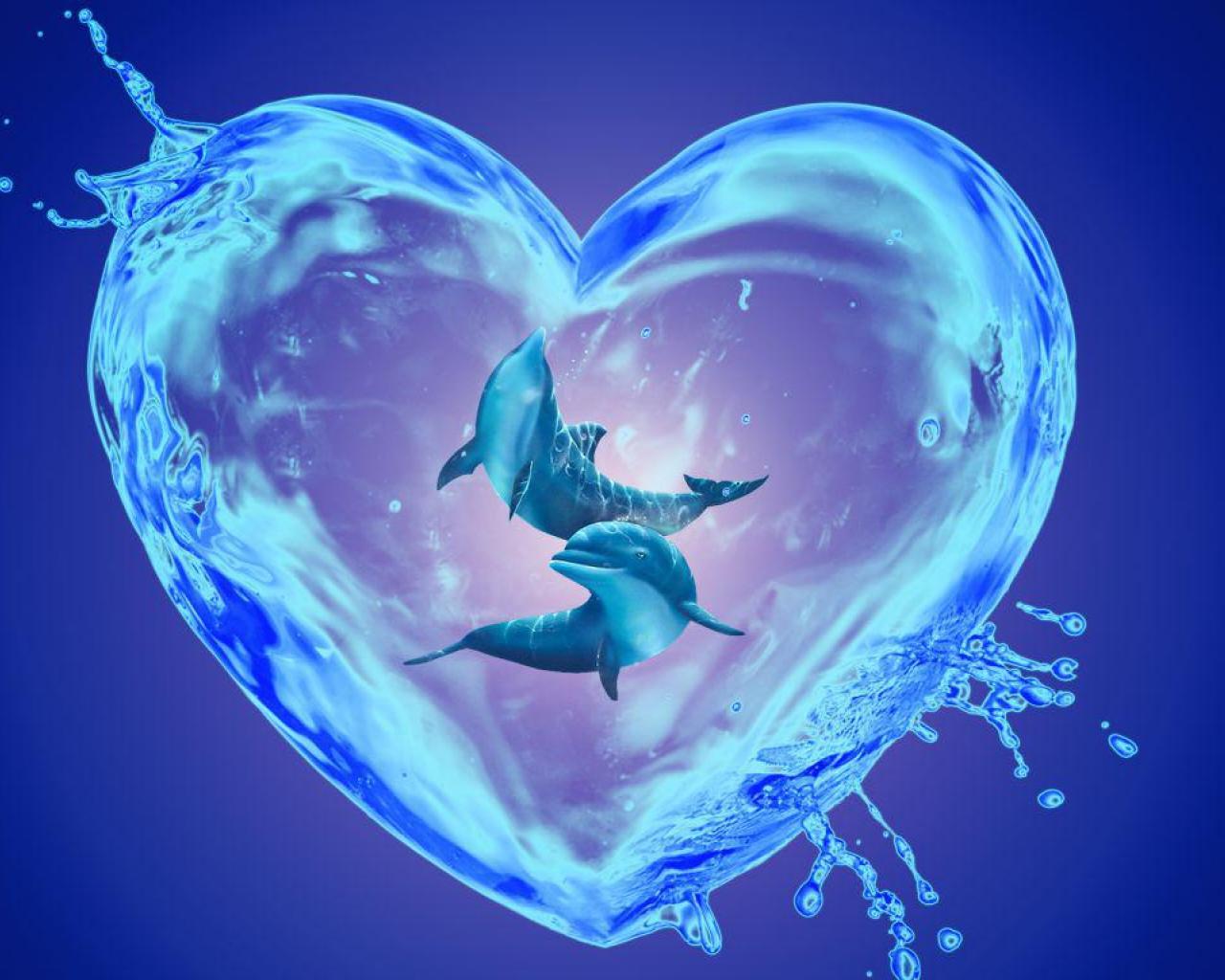 HD dolphin heart wallpapers  Peakpx
