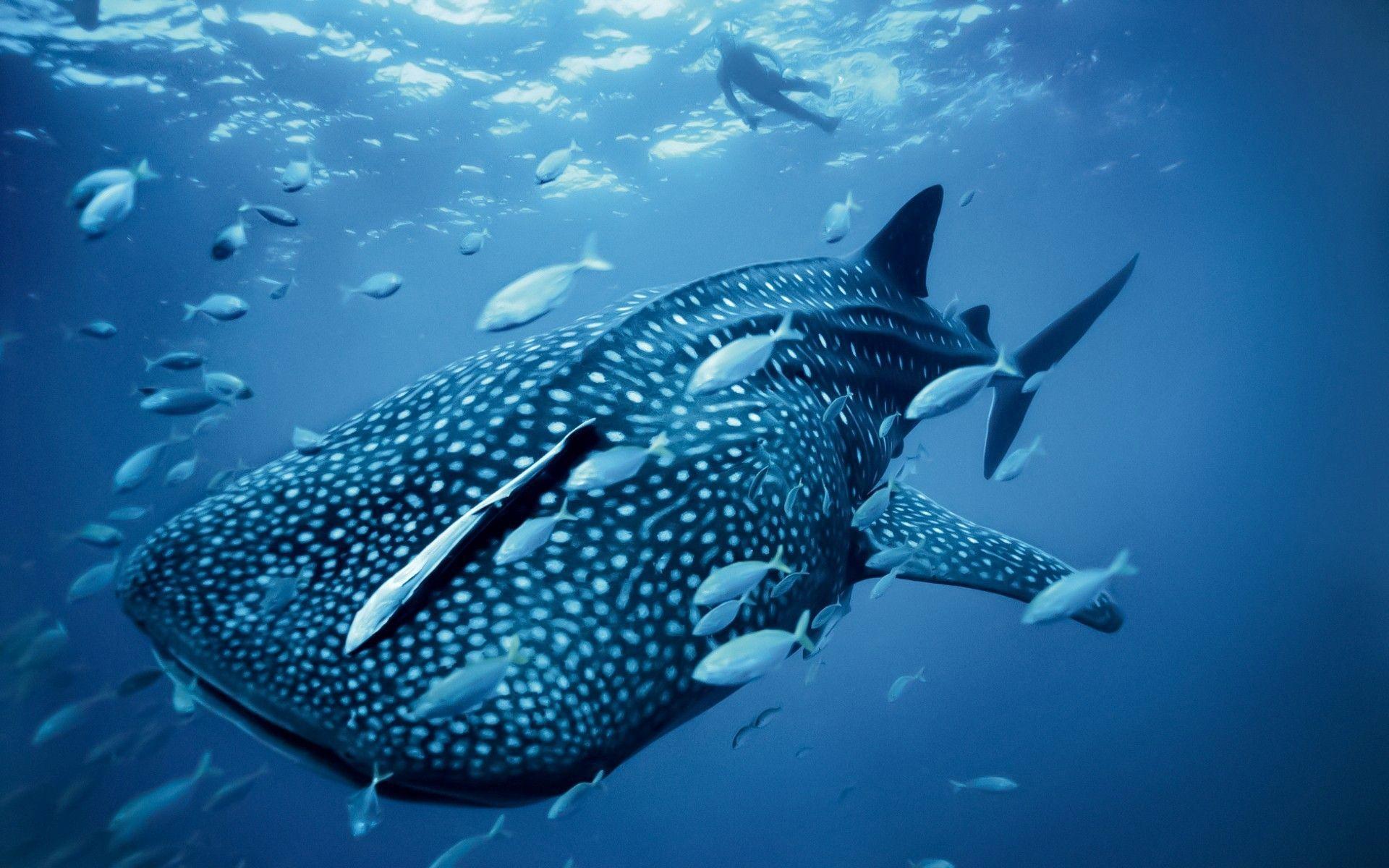1920x1200 Animal Water Wallpaper