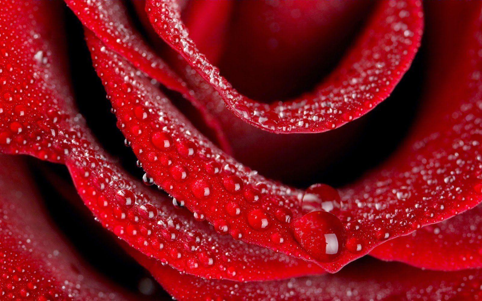 1600x1000 Red rose beautiful water drop wallpaperx1000