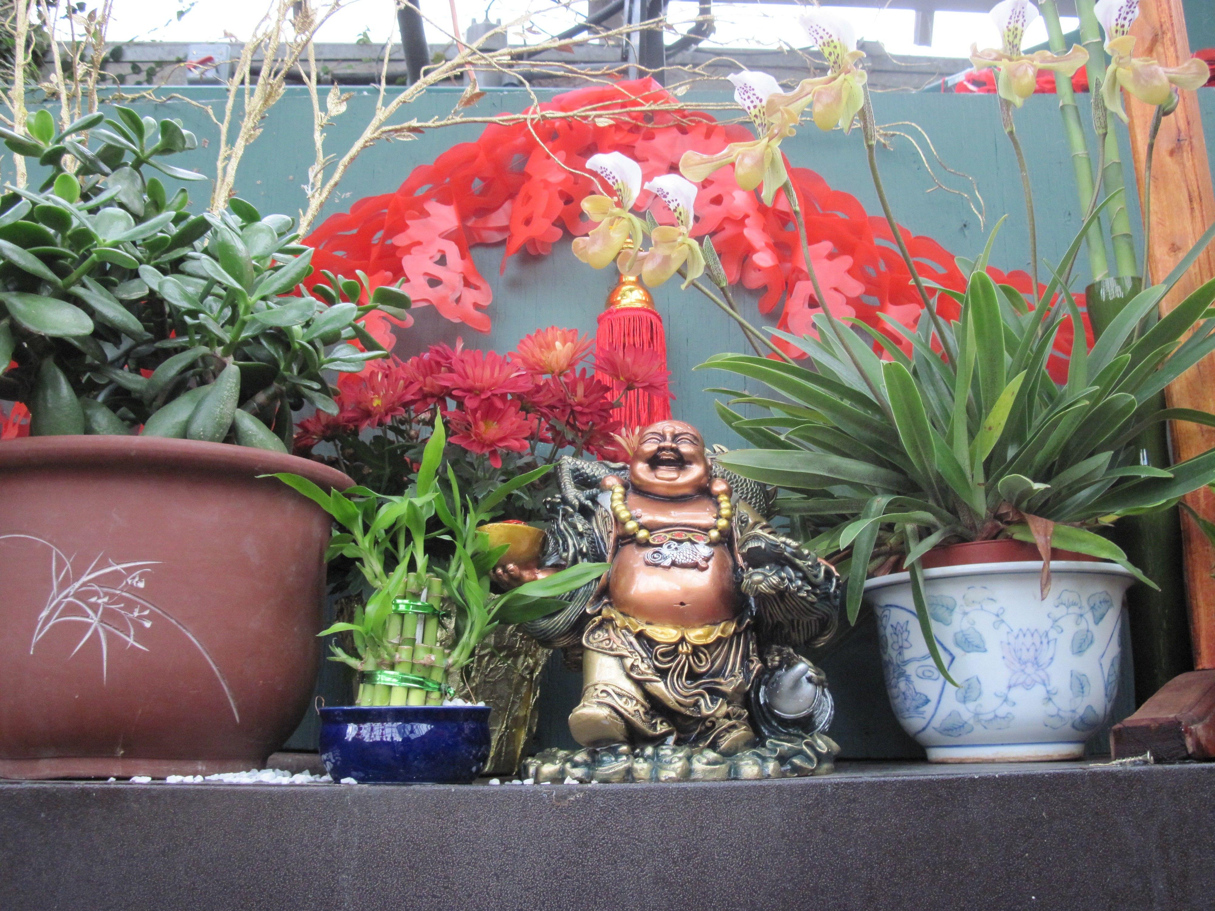 4000x3000 Flowers: Orchids Year Statue Green Red Blue New Pot Celebration