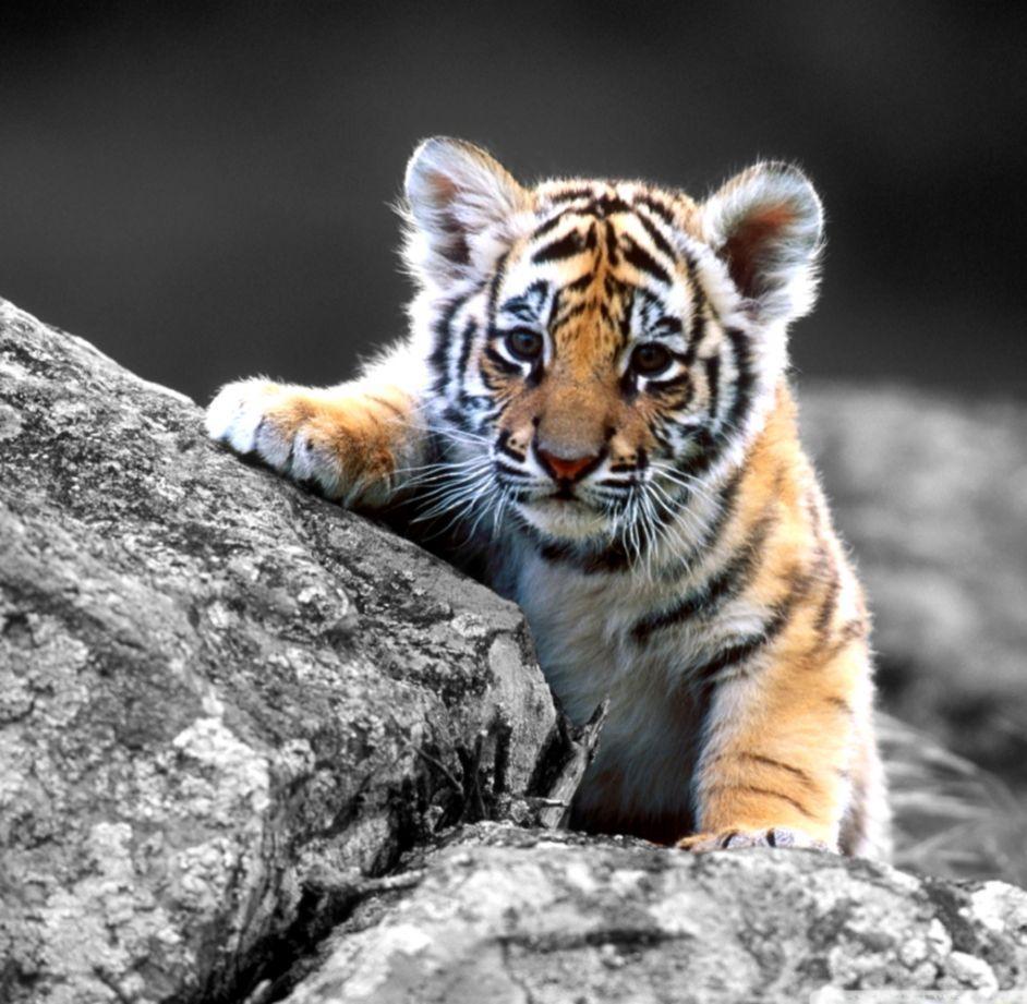 Cute Baby Tiger Wallpapers - Top Free Cute Baby Tiger Backgrounds - WallpaperAccess