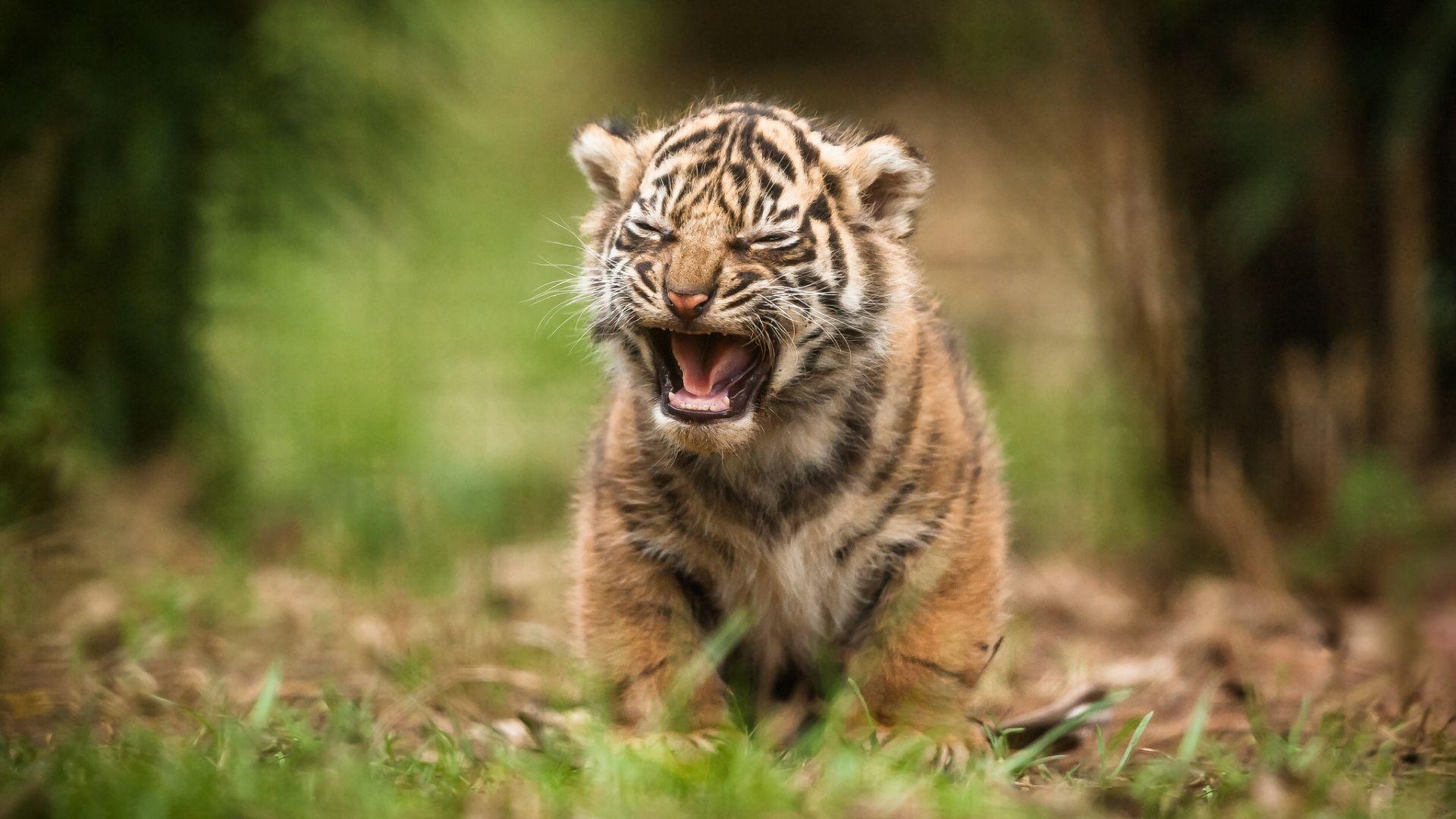Baby Tiger Wallpapers Top Free Baby Tiger Backgrounds Wallpaperaccess