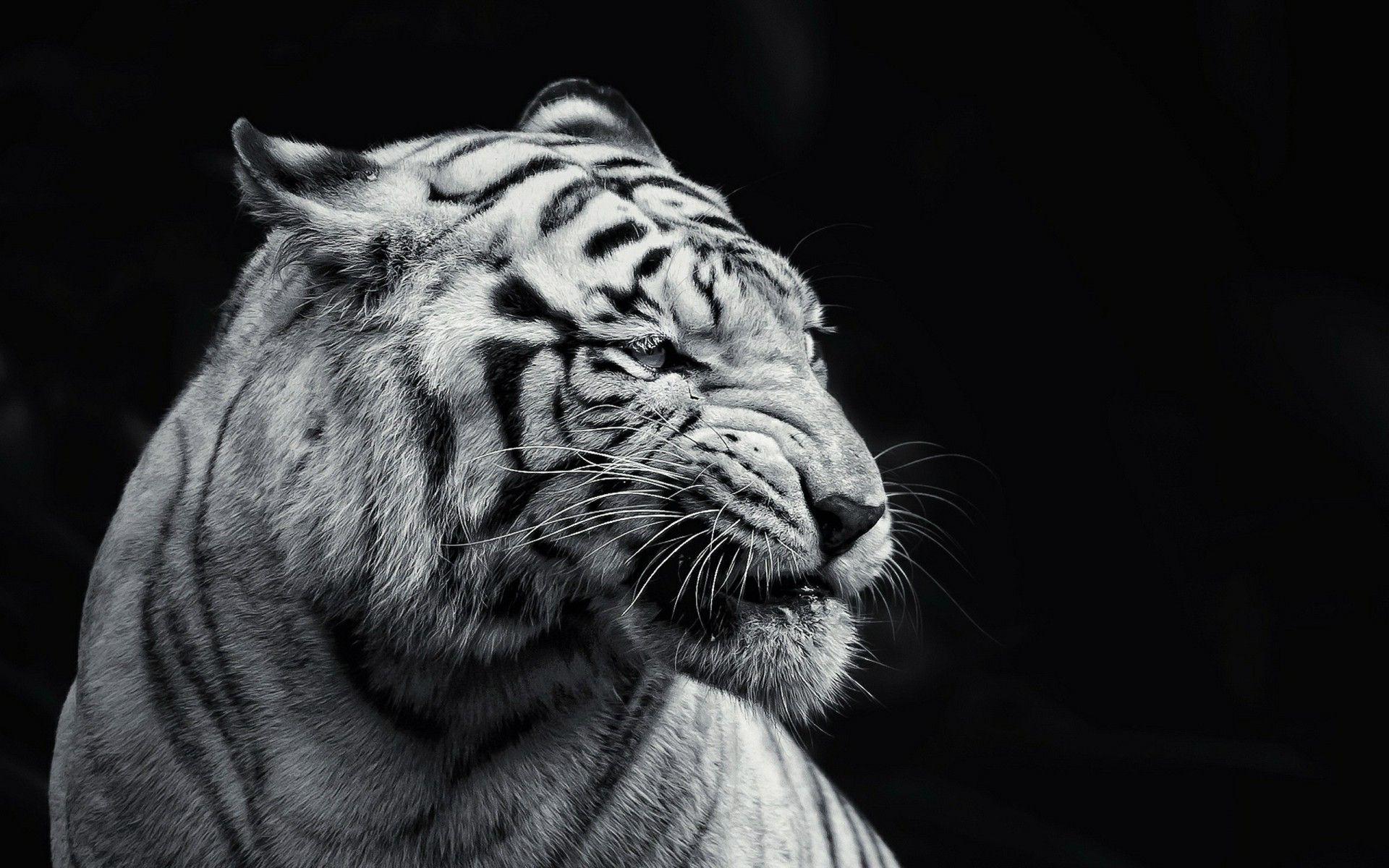 Black Tiger Wallpapers - Top Free Black Tiger Backgrounds - WallpaperAccess