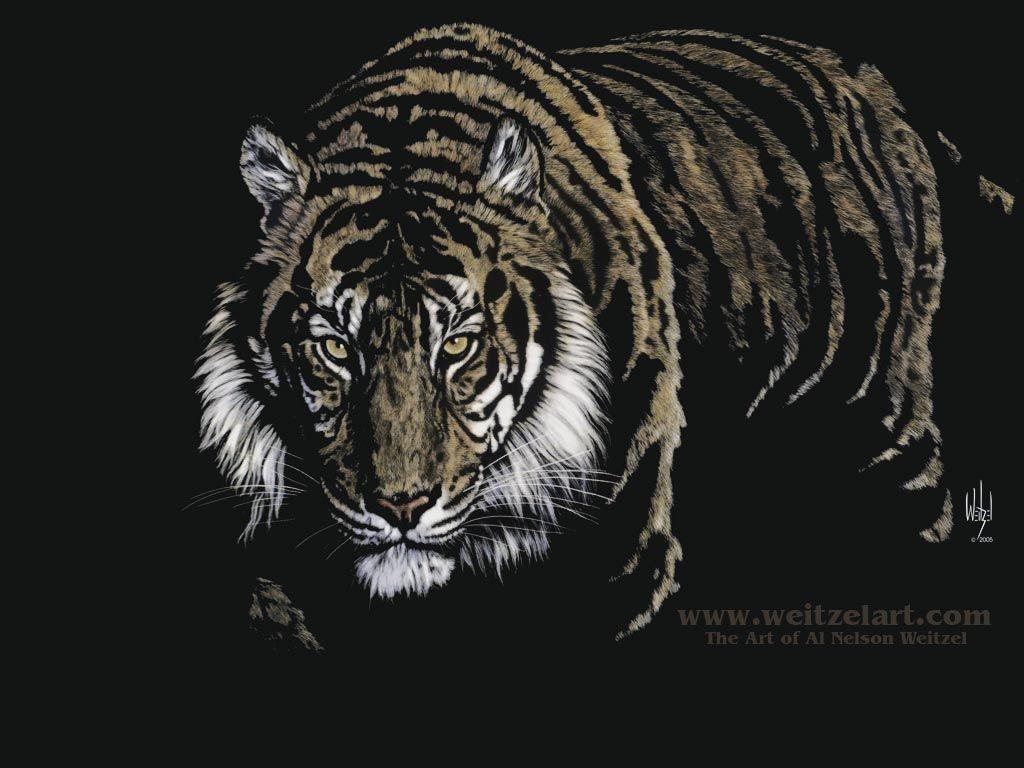 Featured image of post Black Tiger Wallpaper Hd 1080P