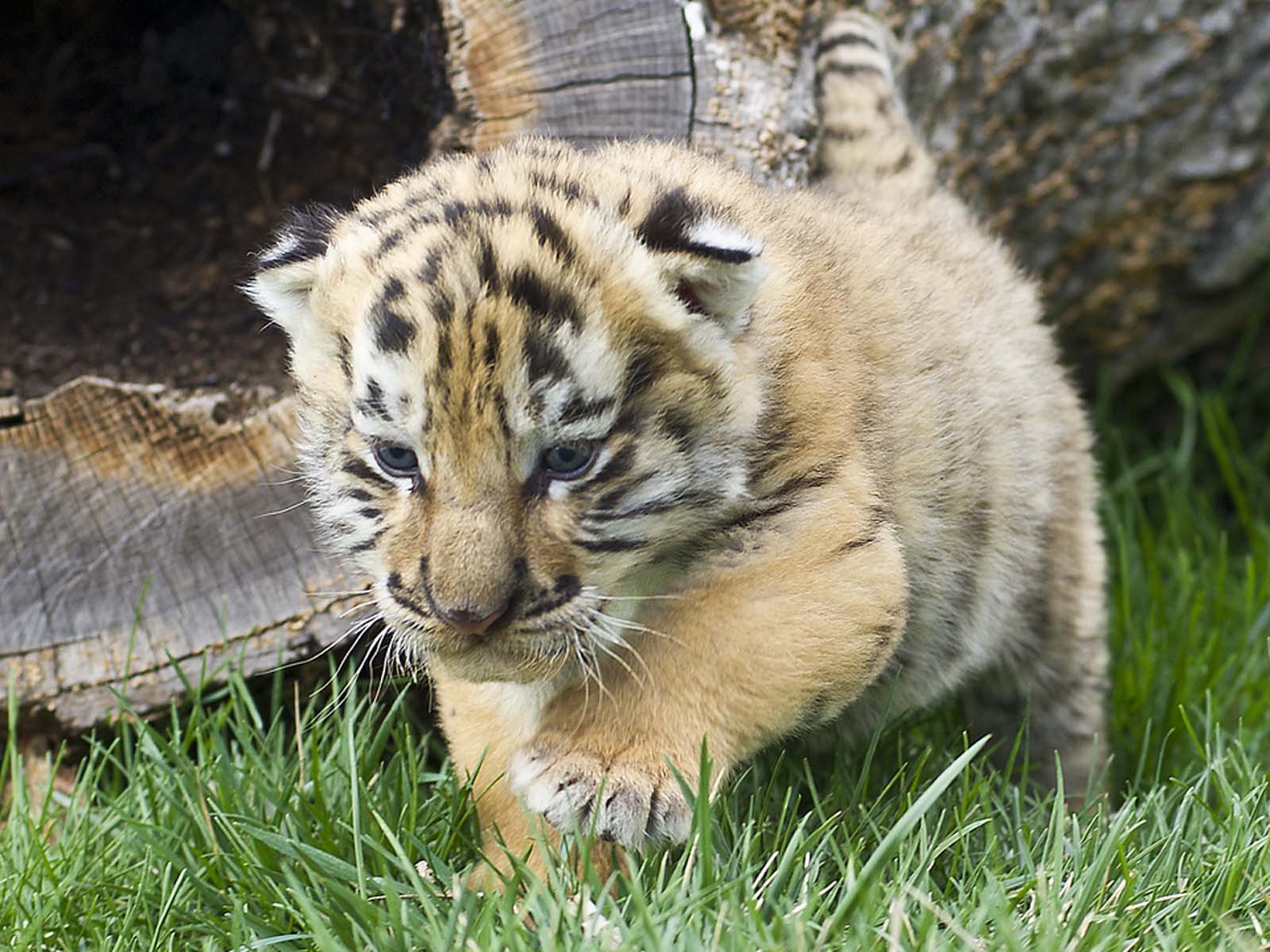 sleeping baby tiger wallpaper