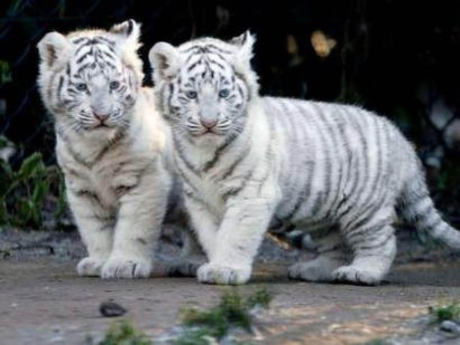 Hình nền con hổ trắng 1600x1200