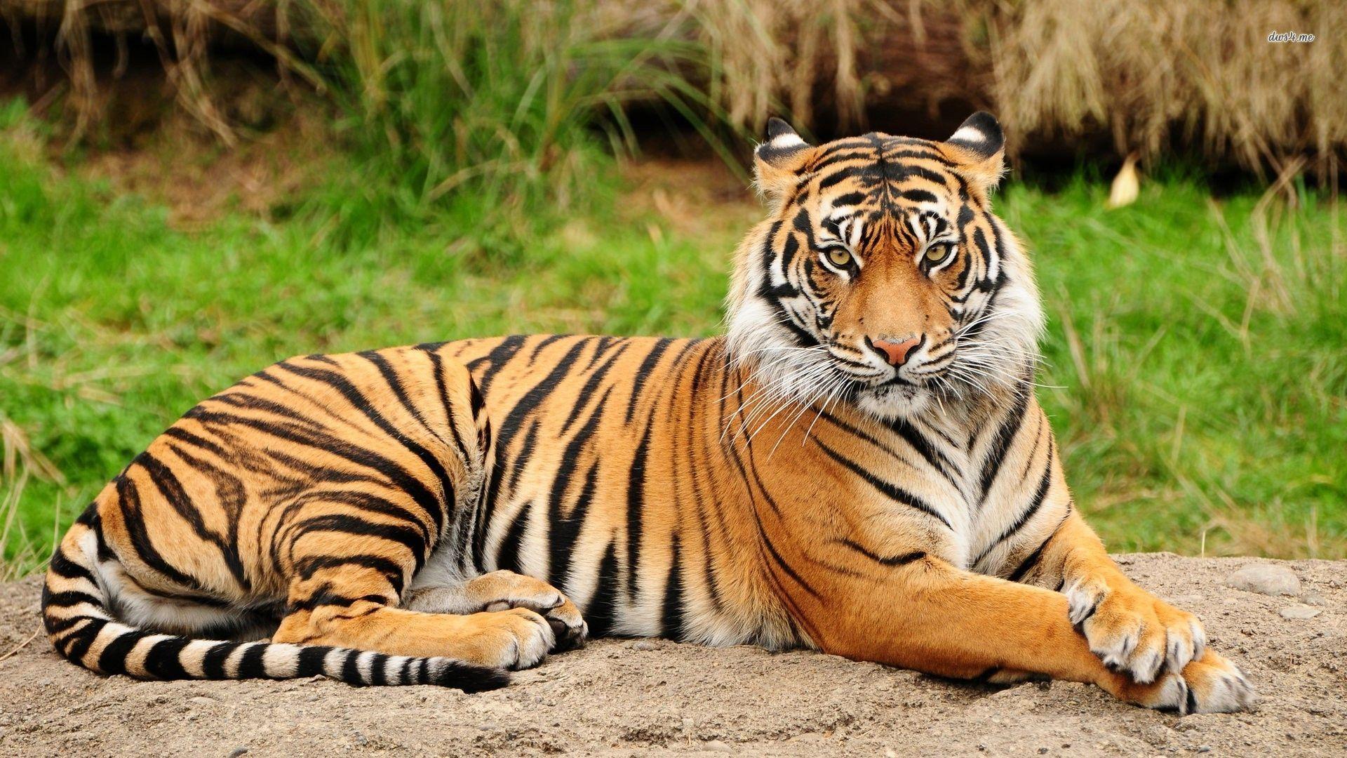 Tiger Desktop Wallpapers - Top Free Tiger Desktop Backgrounds ...