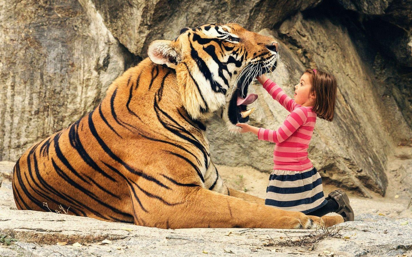 1440x900 Awesome Royal Filled HD Tiger Wallpaper Hand Picked Stugon