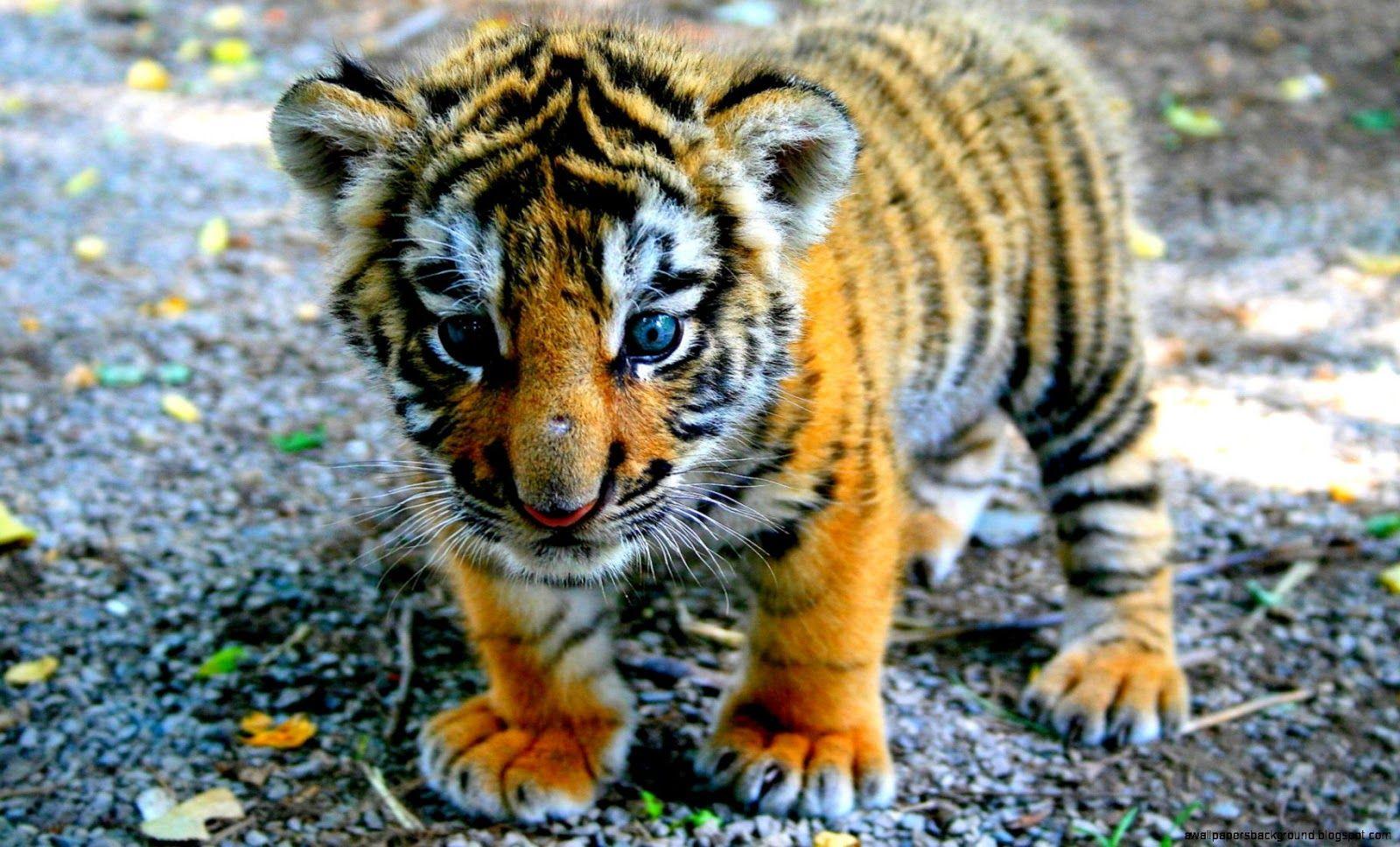 cute Tiger cub, baby tiger 27883255 Stock Photo at Vecteezy