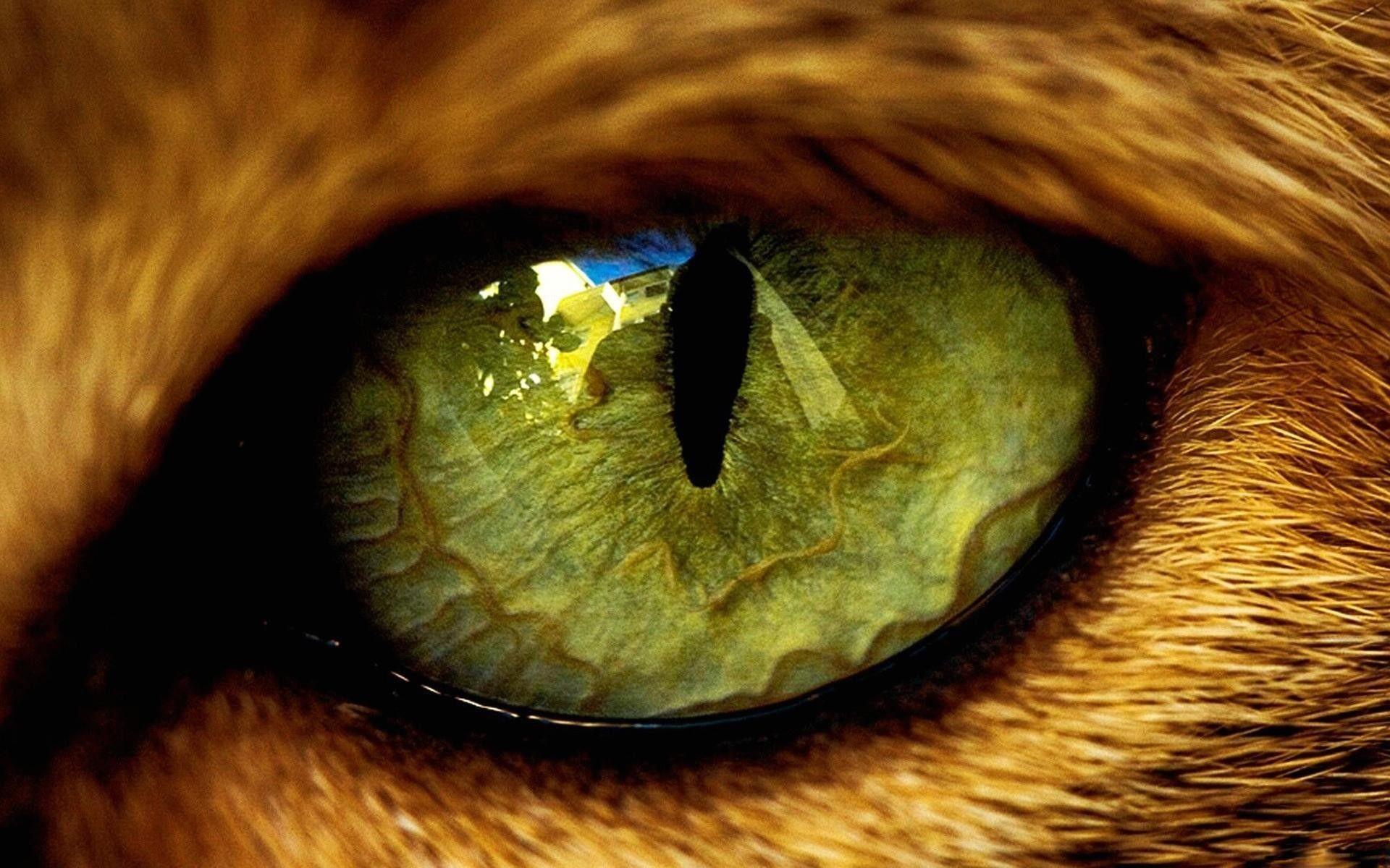 1920x1200 Mac Tiger Wallpaper