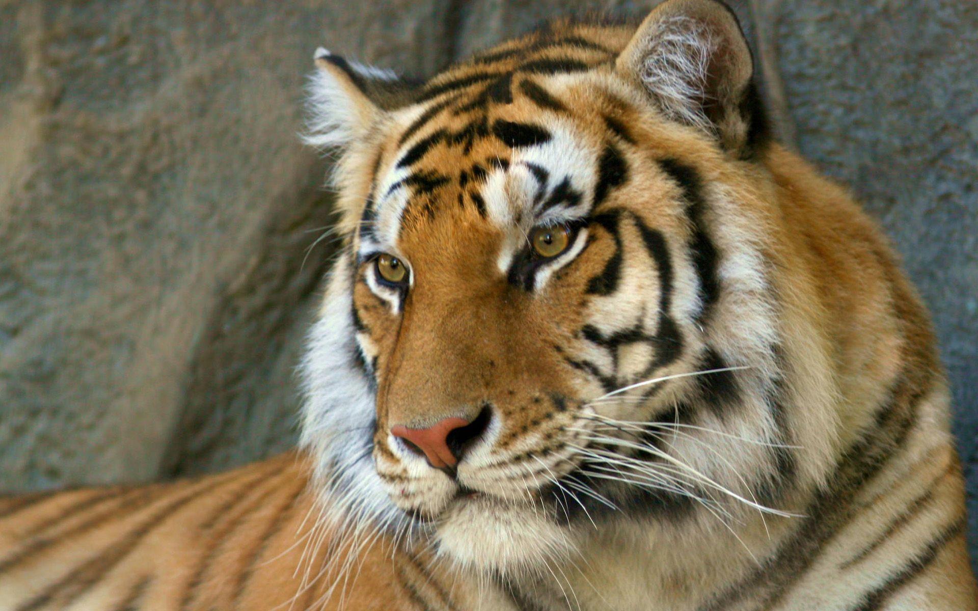 1920x1200 Tiger Wallpaper