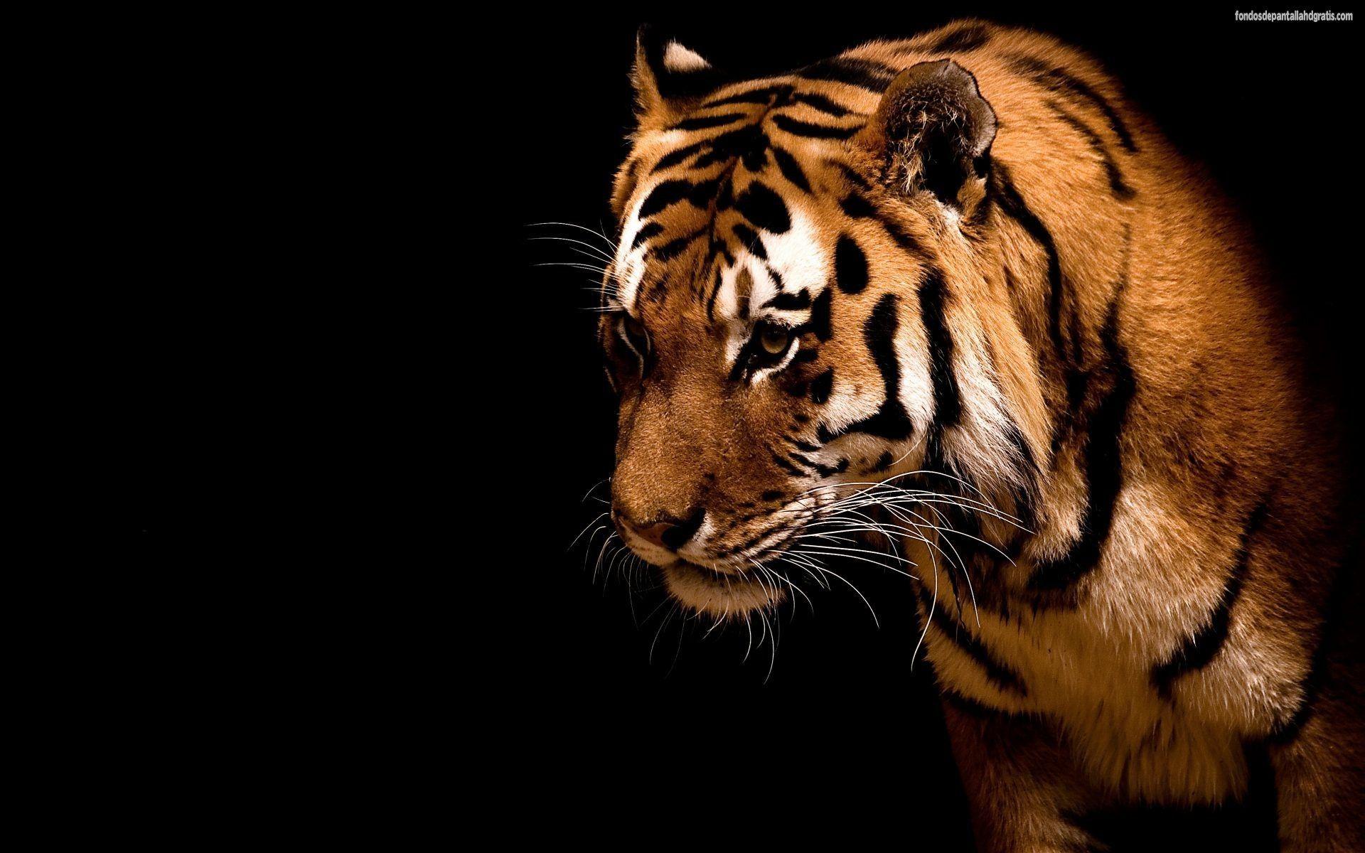 1920x1200 Tigre Sfondi Desktop HD Luxury Fabulous and Dashing