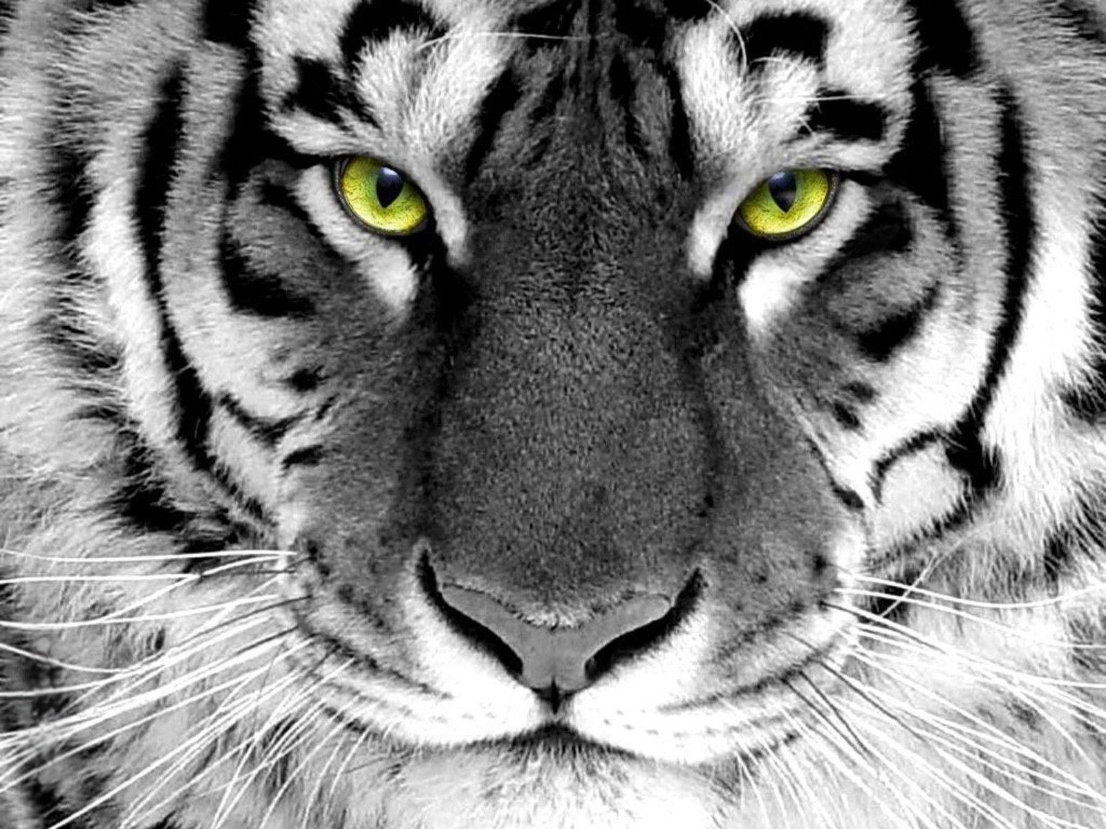 Tiger Desktop Wallpapers - Top Free Tiger Desktop Backgrounds ...