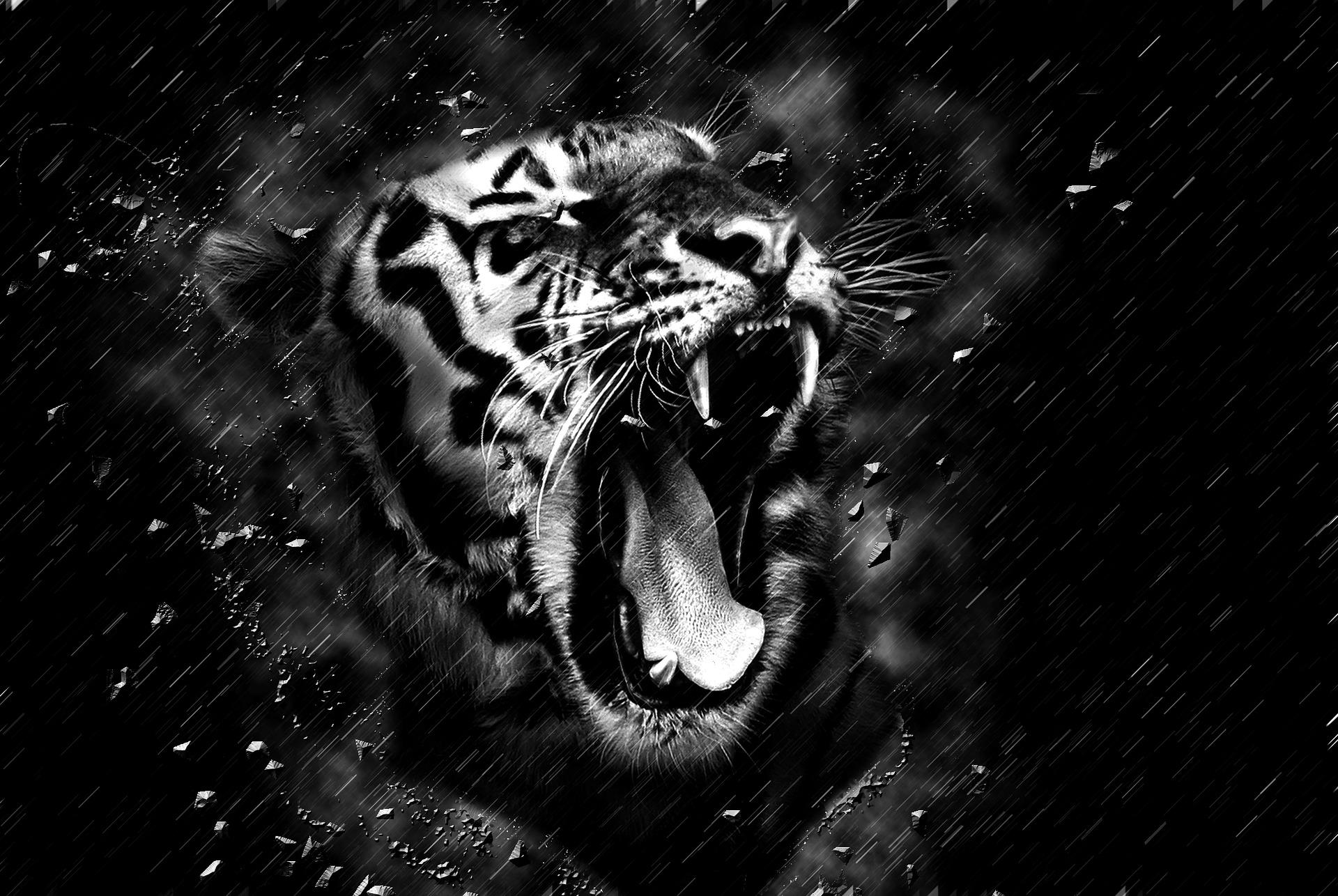 Black Tiger 3d Wallpaper Download Image Num 75