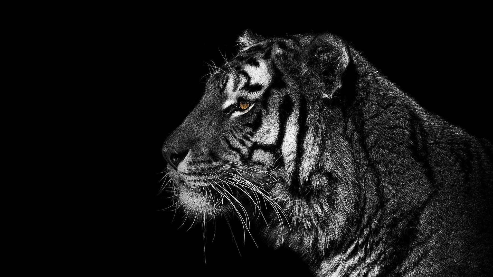 Black Tiger Wallpapers - Top Free Black Tiger Backgrounds - WallpaperAccess