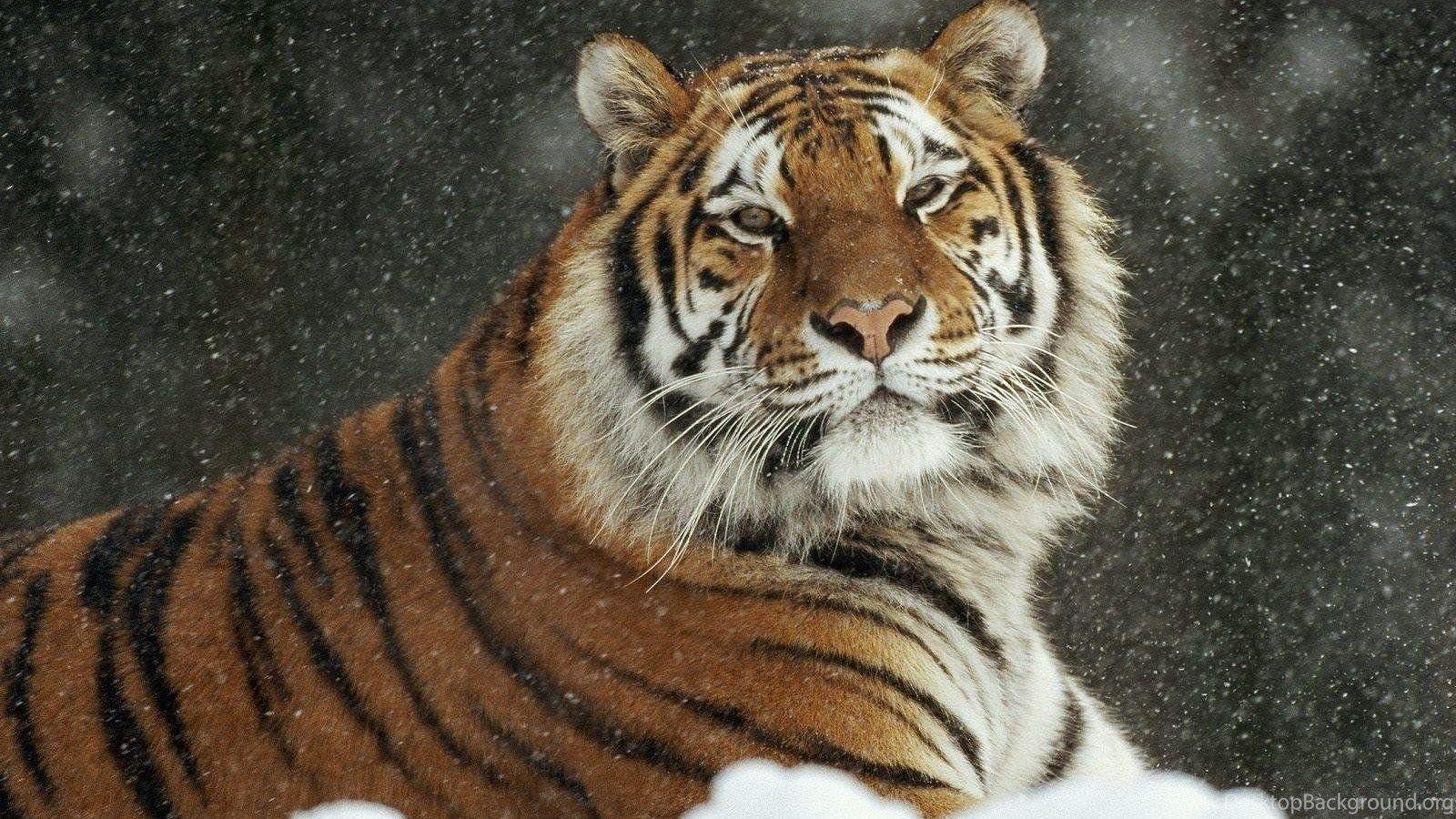 Snow Tiger Wallpapers - Top Free Snow Tiger Backgrounds - WallpaperAccess