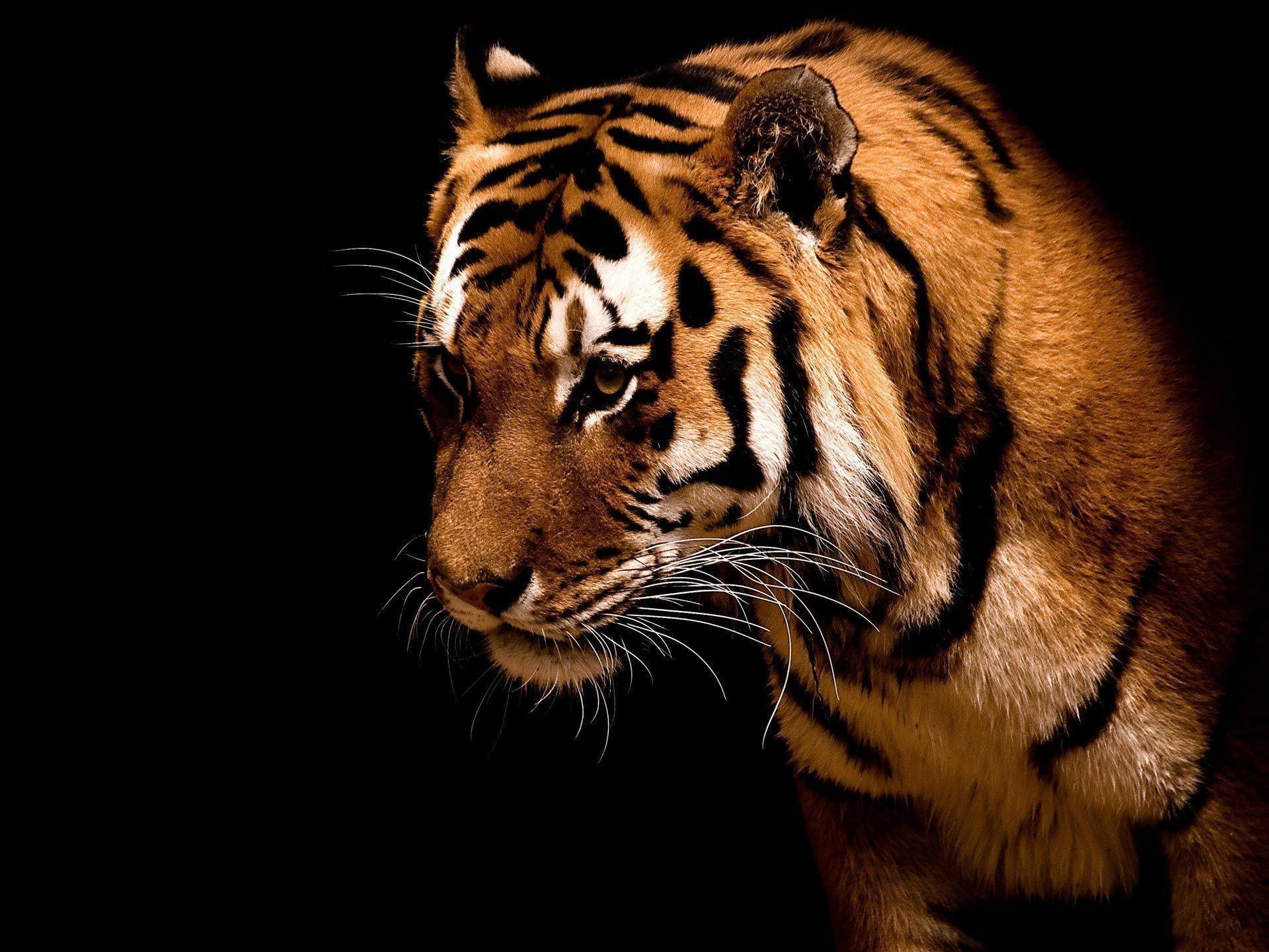 1920x1440 Tiger HD Wallpaper