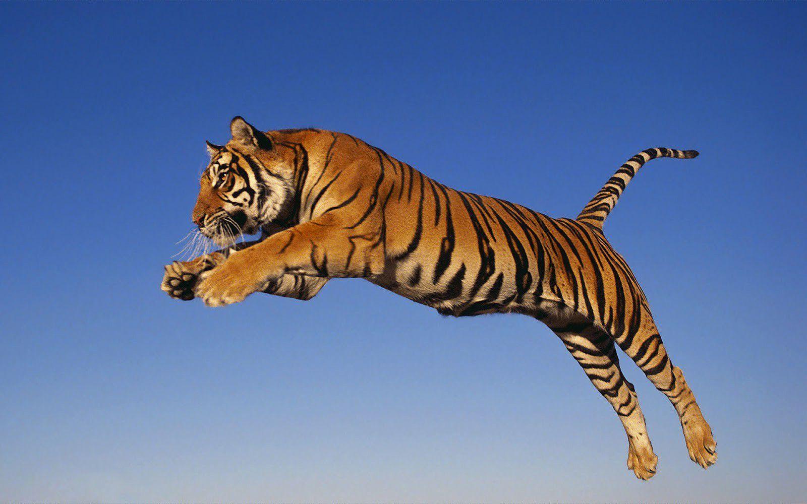 1600x1000 Running Tiger Desktop Wallpaper