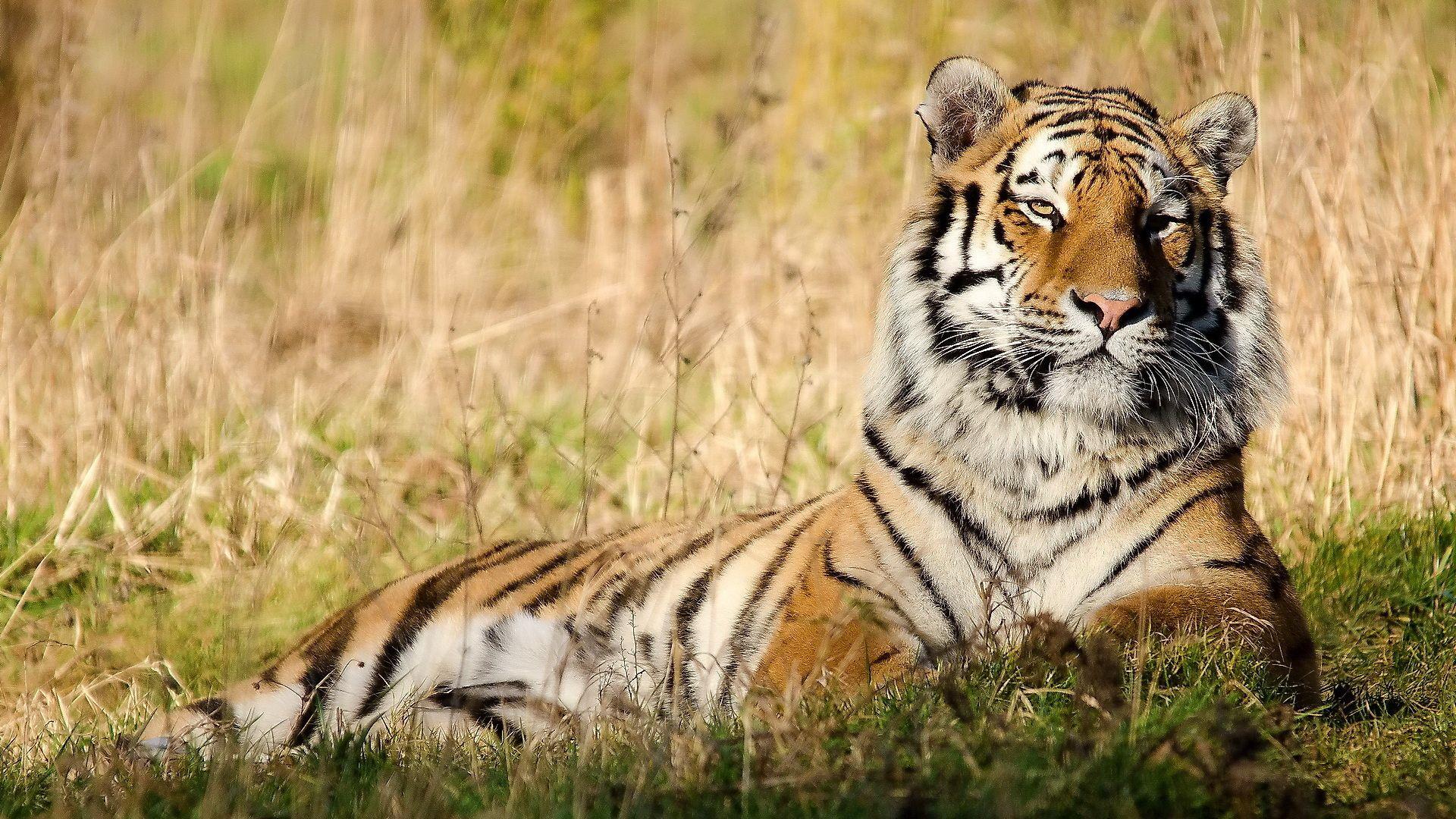 1920x1080 Cool Tiger Wallpaper for Desktop