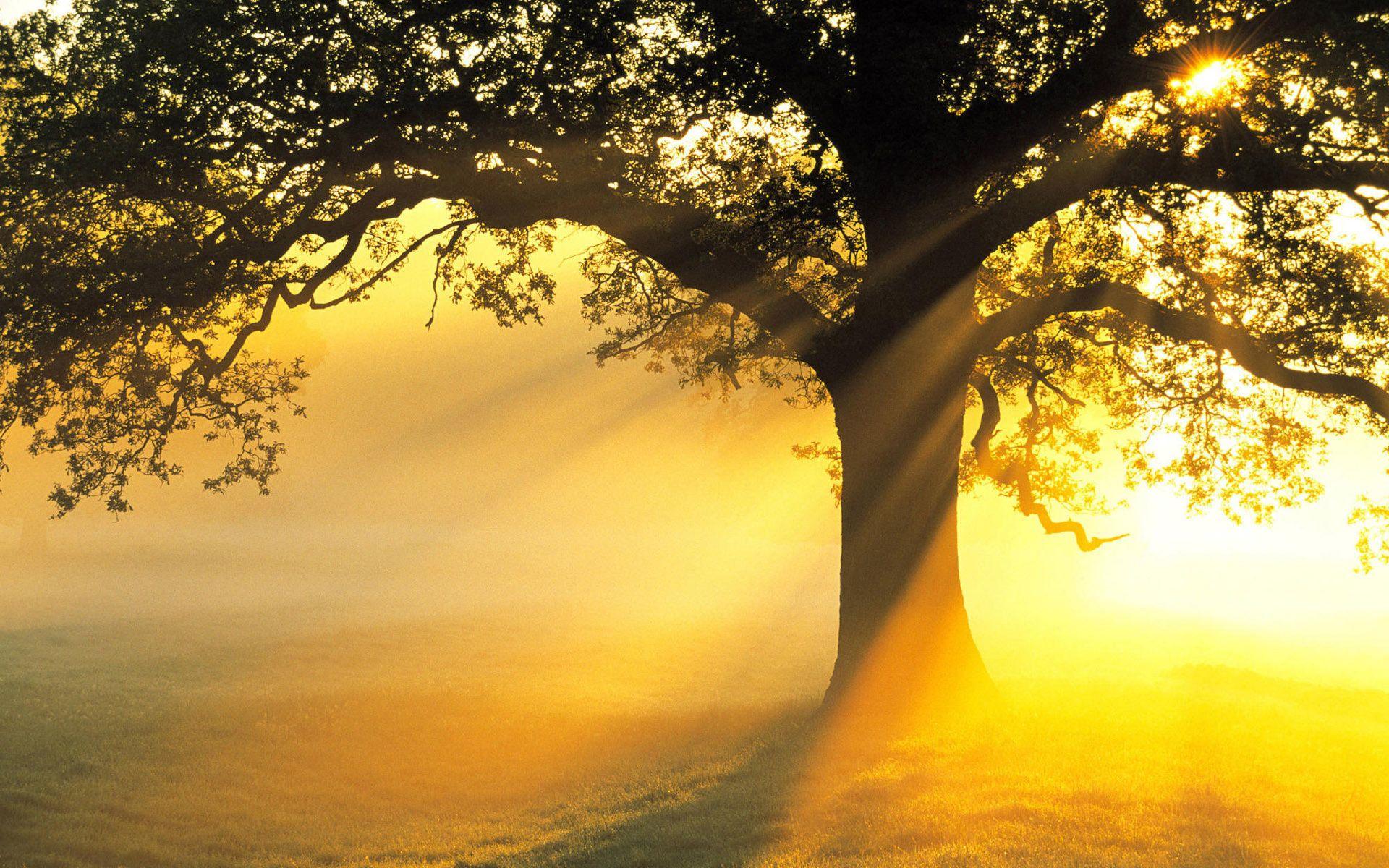 1920x1200 Sun Rays Wallpaper