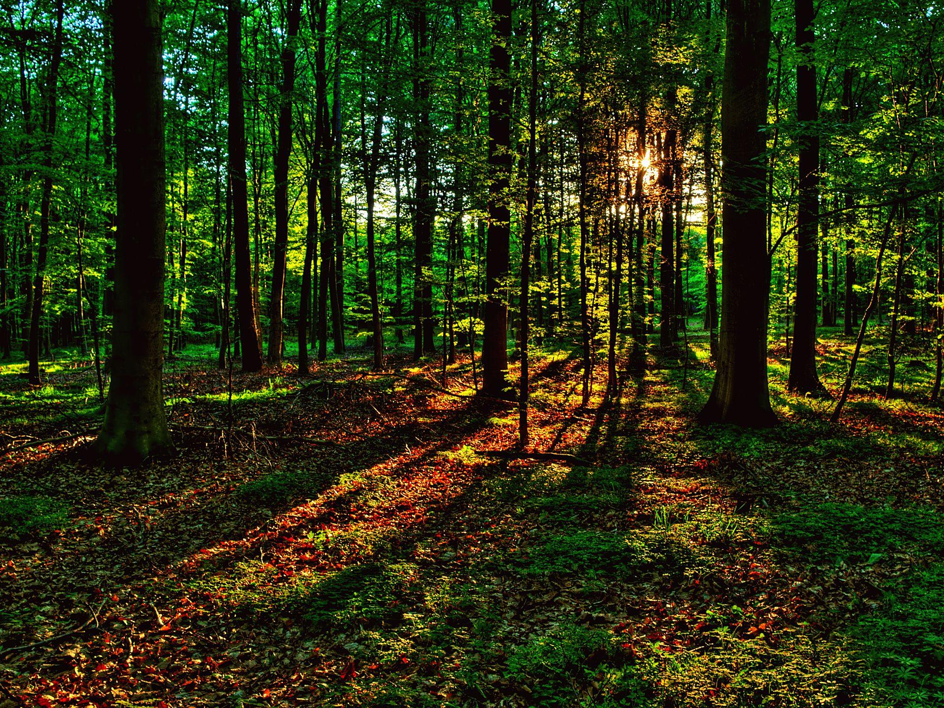 1920x1440 Last Rays of Sunshine wallpaper. Last Rays of Sunshine