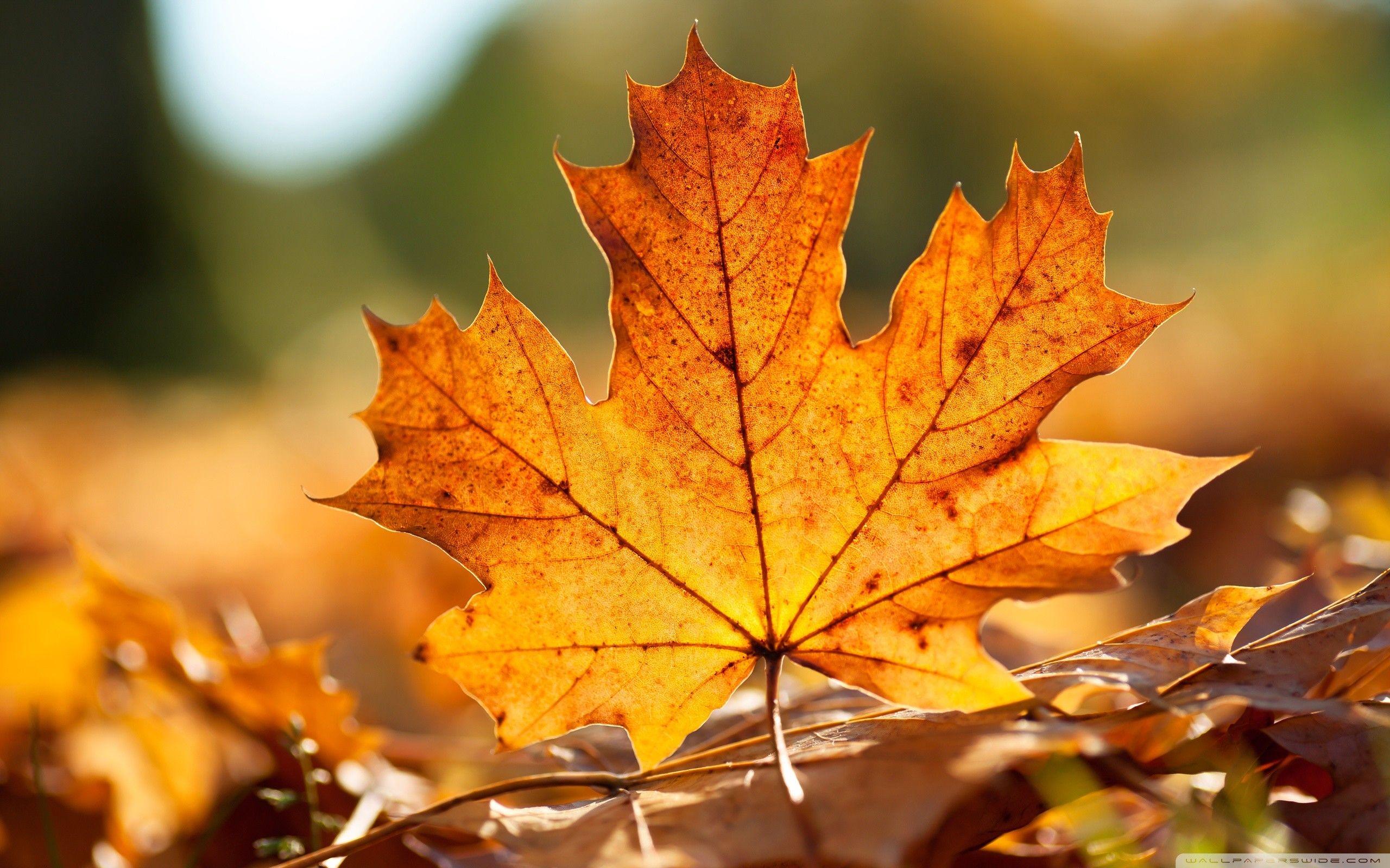 Autumn Leaf Wallpapers Top Free Autumn Leaf Backgrounds WallpaperAccess Autumn Leaf Wallpapers Top Free Autumn Leaf Backgrounds WallpaperAccess