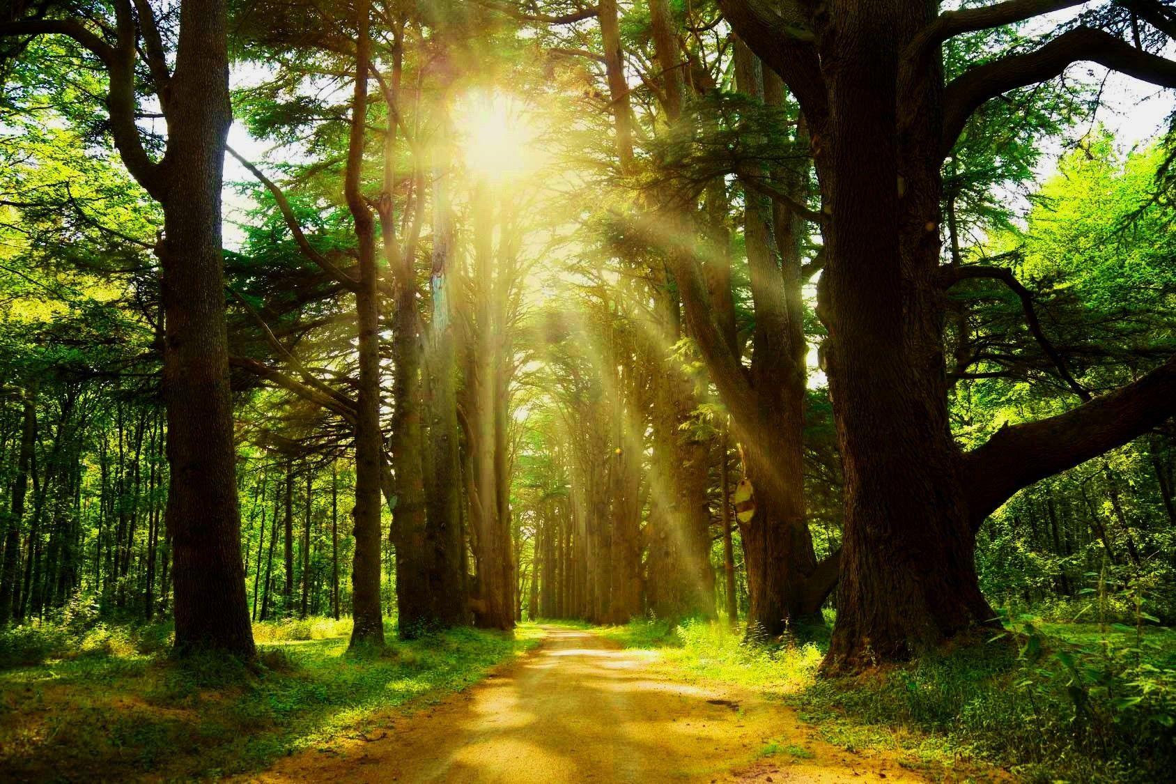 1688x1125 Rays of Sunshine Wallpaper