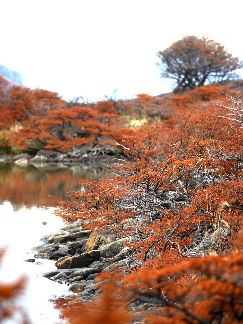1000x1332 Fall and Autumn Wallpaper. best free wallpaper