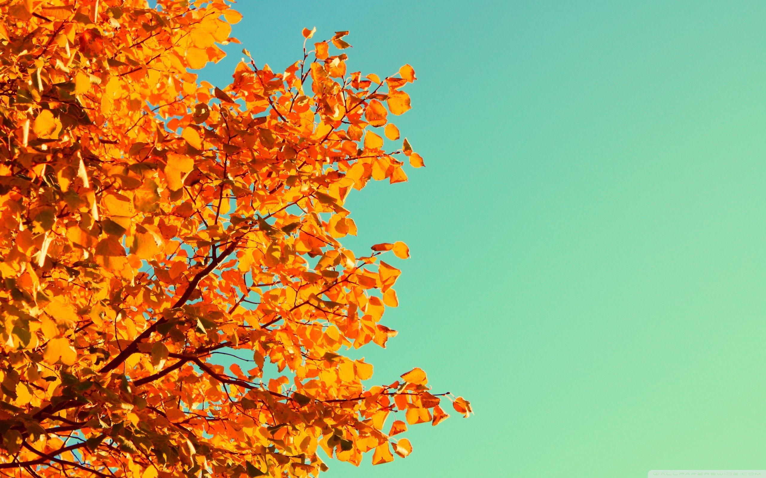 2560x1600 Autumn Colors ❤ 4K HD Desktop Wallpaper for 4K Ultra HD TV