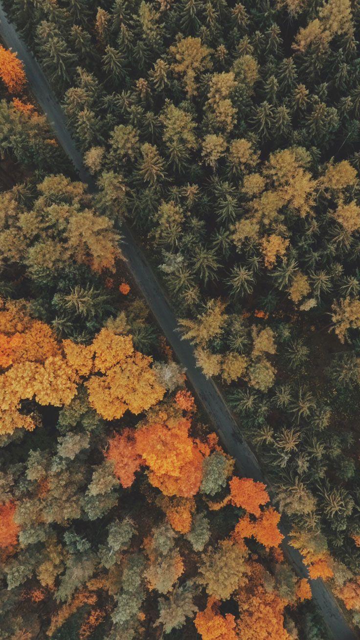 736x1308 Free Autumn Inspired iPhone 7 Plus Wallpaper