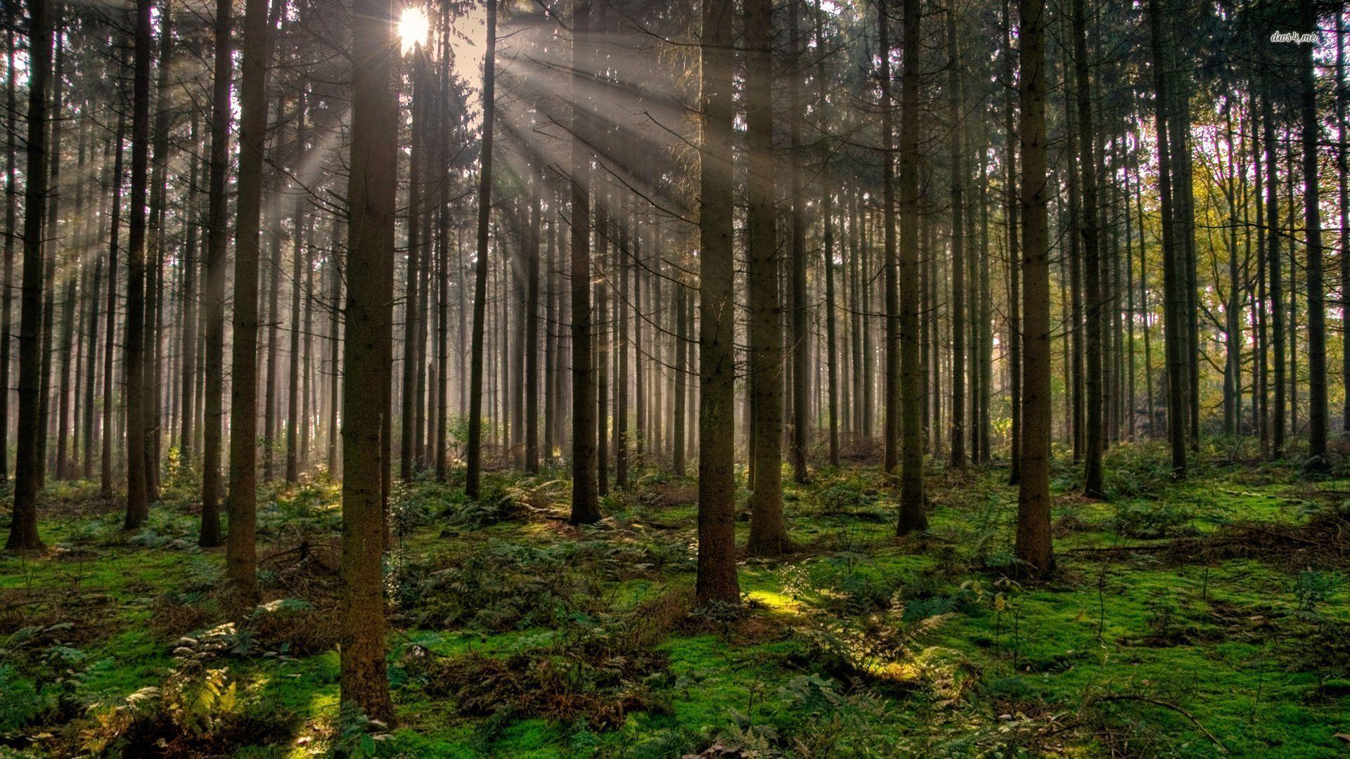 1920x1080 Rays of Sunshine wallpaper wallpaper