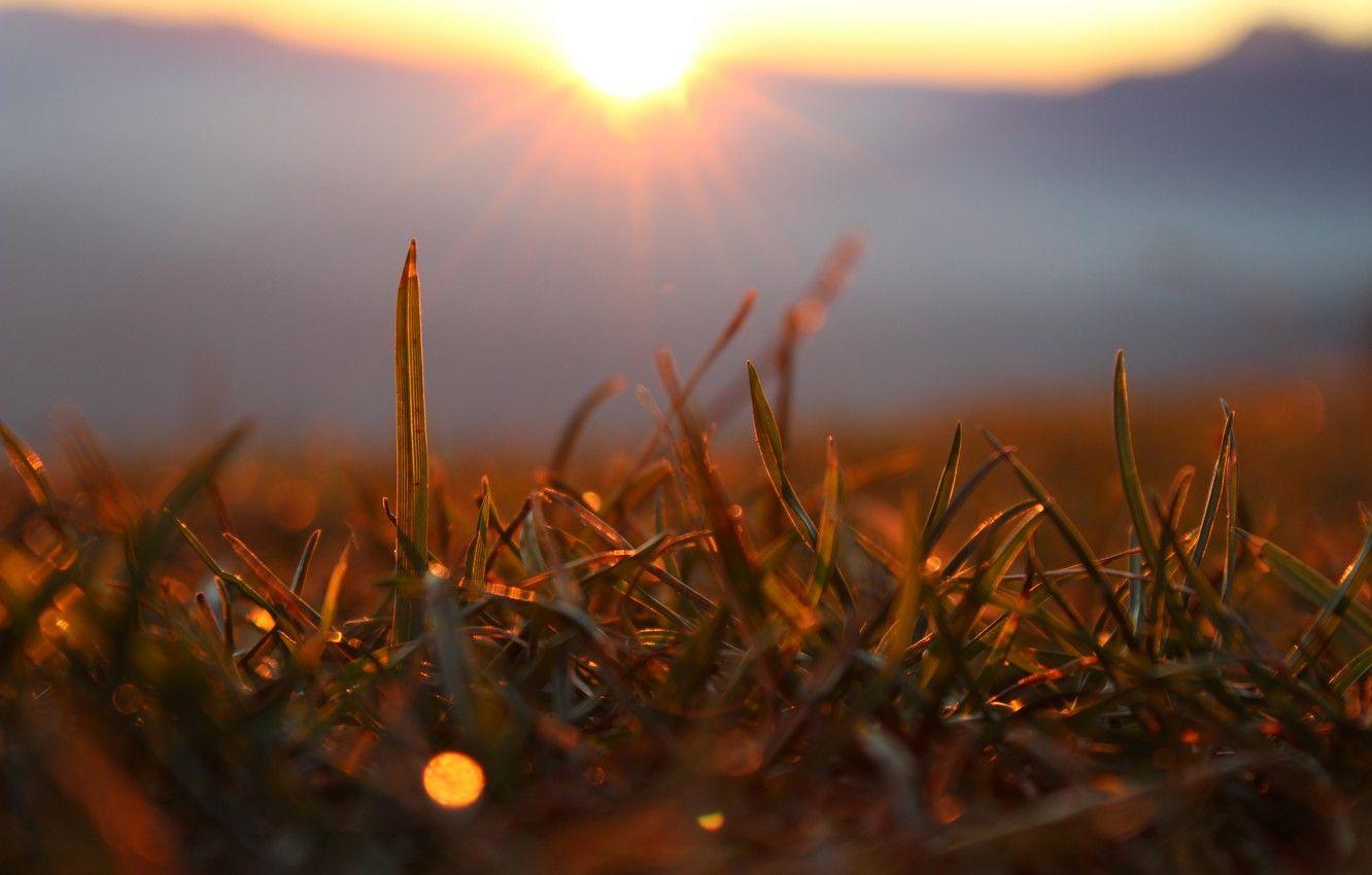 1332x850 Wallpaper forest, grass, the sun, macro, rays, sunset