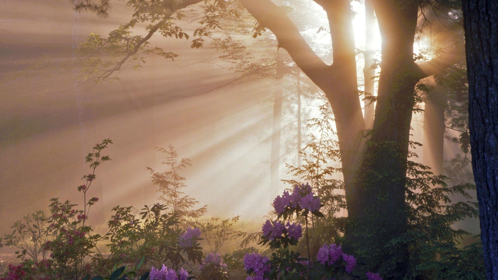 1920x1080 Fog HD Wallpaper