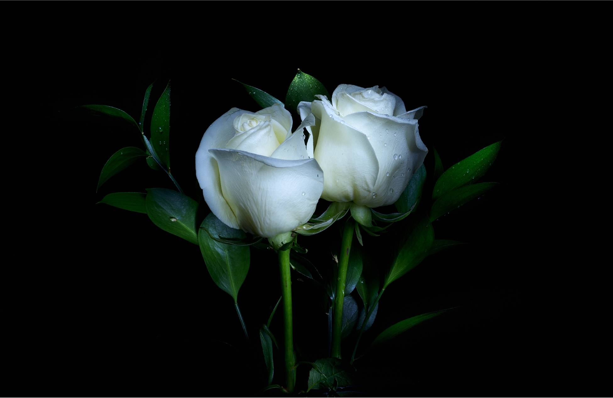 White Rose Wallpapers Top Free White Rose Backgrounds Wallpaperaccess