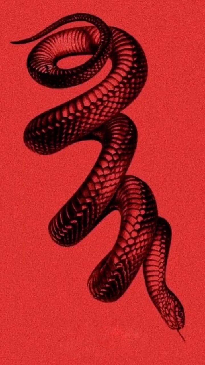 White Snake iPhone Wallpaper  iPhone Wallpapers