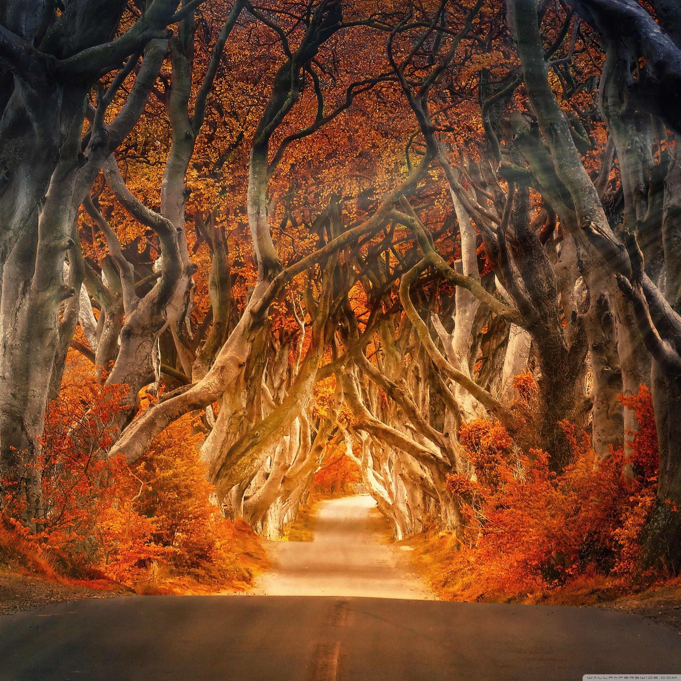 2732x2732 Autumn Aesthetic ❤ 4K HD Desktop Wallpaper for 4K Ultra HD