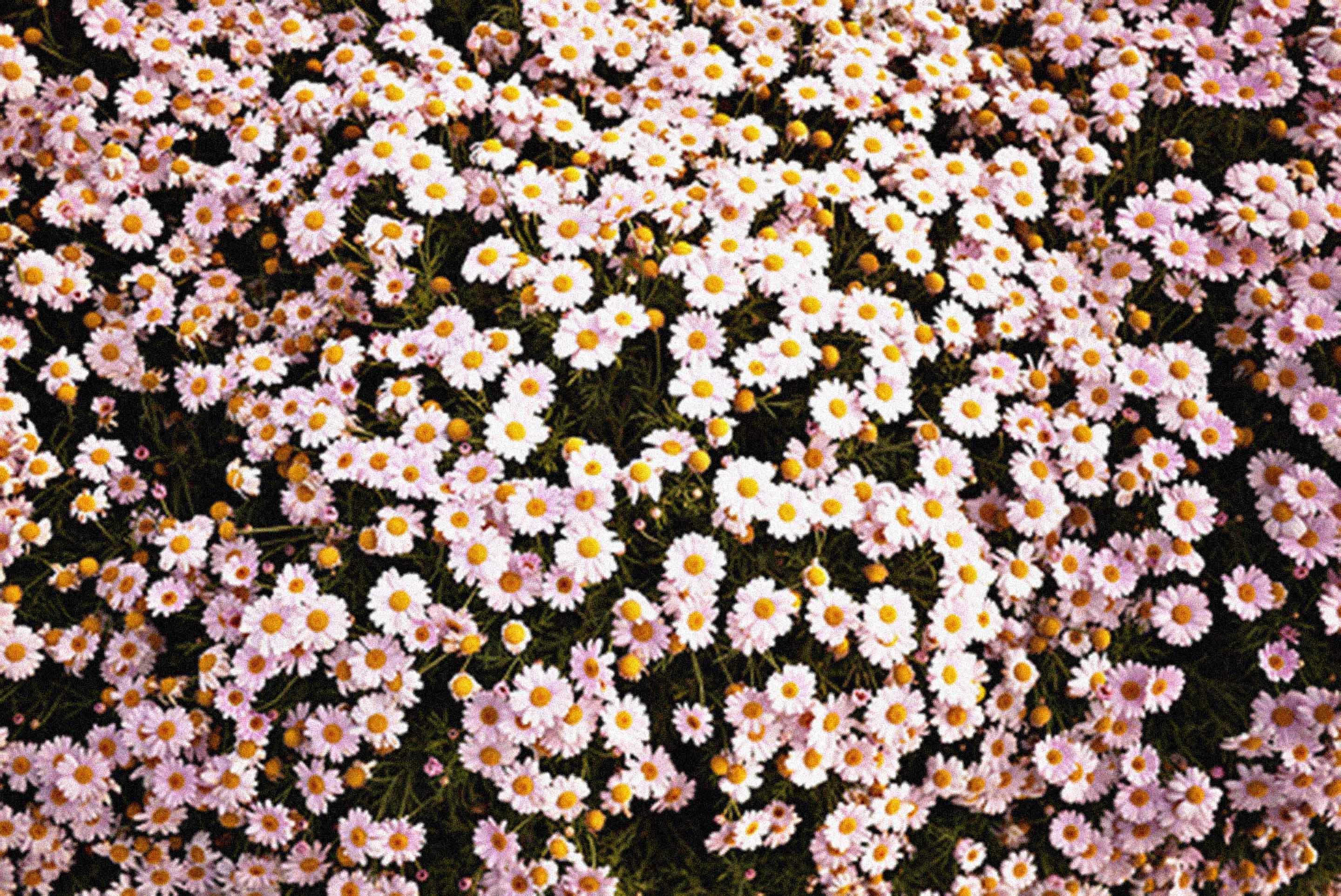 2880x1924 Hình nền Tumblr dễ thương - Daisy Flower HD