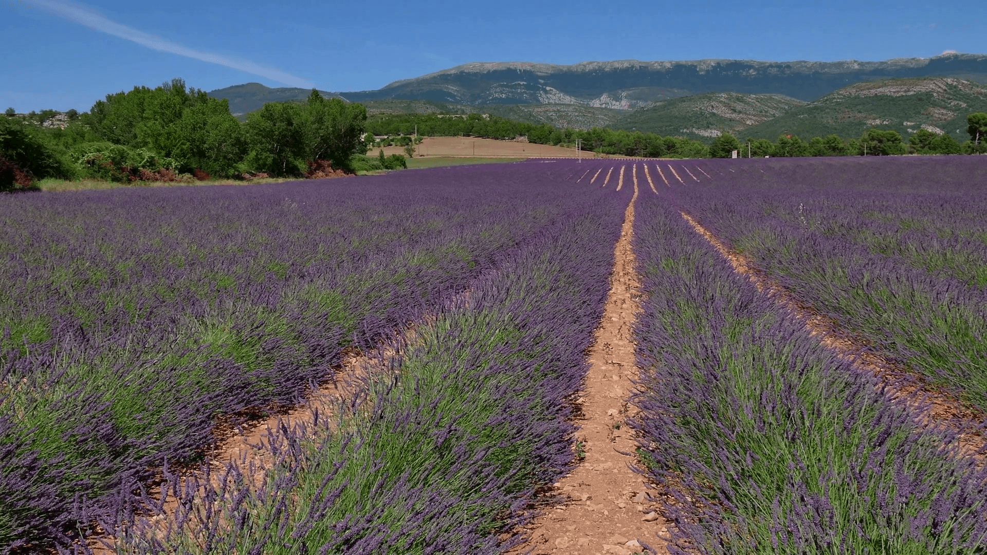 1920x1080 Lavender fields in Provence, southern France. Agriculture, French