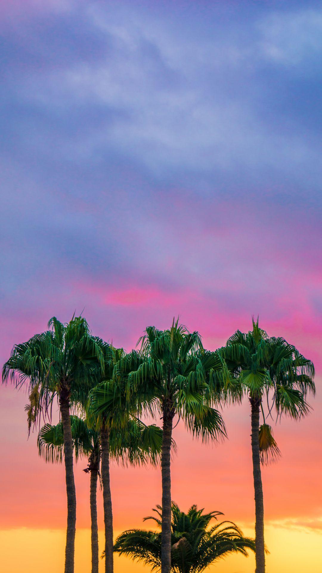 Sunrise Lock Screen Palm Tree Sunset Wallpaper Iphone - Filhosdolaranjal