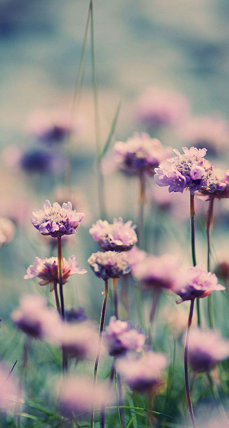 744x1392 The iPhone Wallpaper Summer Flowers Field Nature