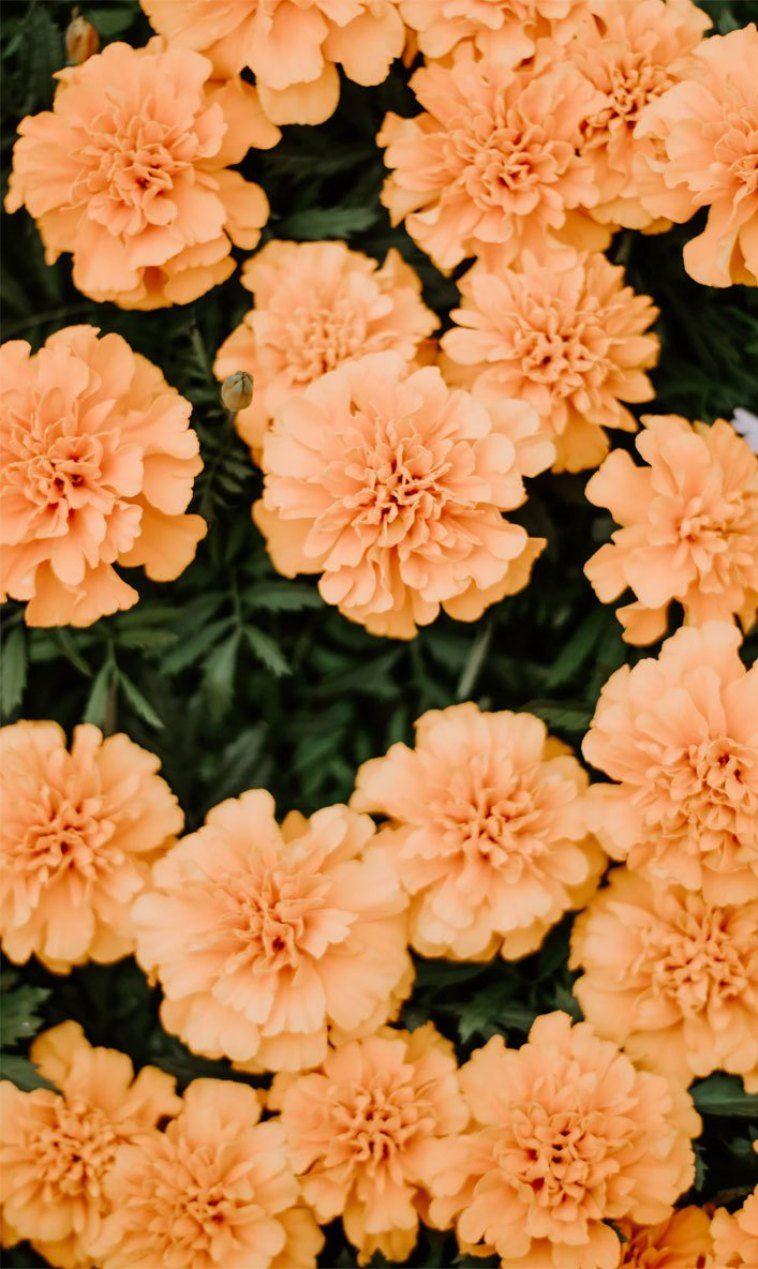 758x1269 Những bông hoa mùa hè màu cam đào - Hình nền iPhone hoàn hảo