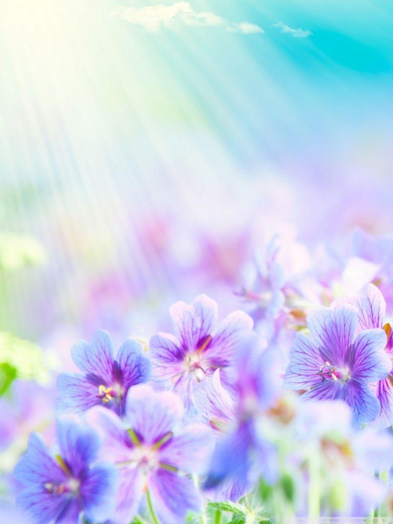 Summer Floral iPhone Wallpapers Top Free Summer Floral iPhone