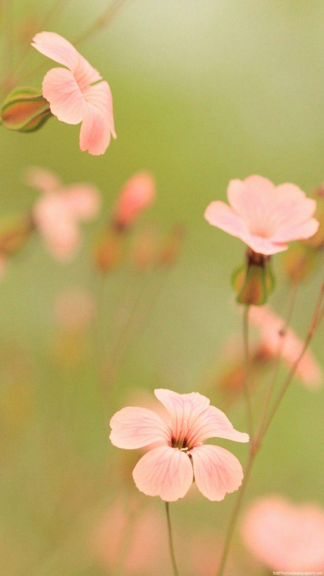 1080x1920 Summer Flower Wallpaper