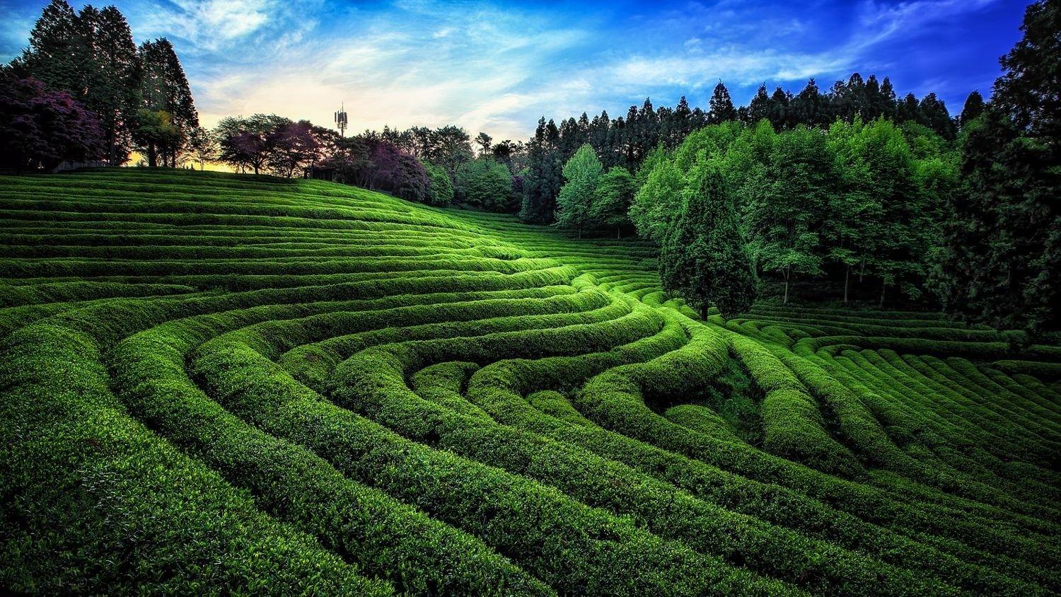 1500x844 nature photography landscape green tea field trees sunlight hills