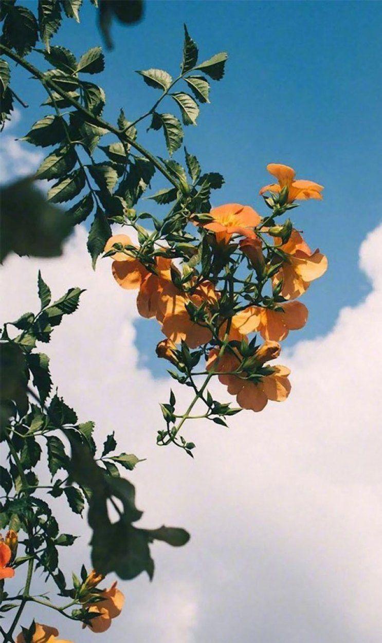 743x1251 Beautiful Flower iPhone Wallpaper Wallpaper, iPhone