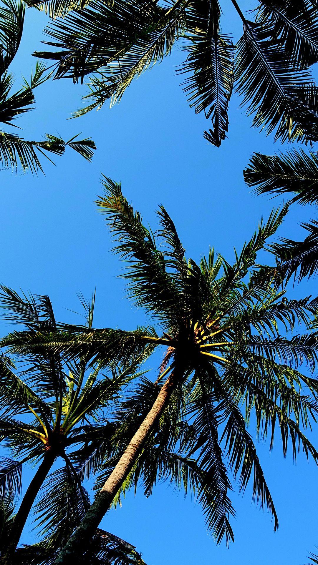 1080x1920 Palm trees wallpaper Gallery